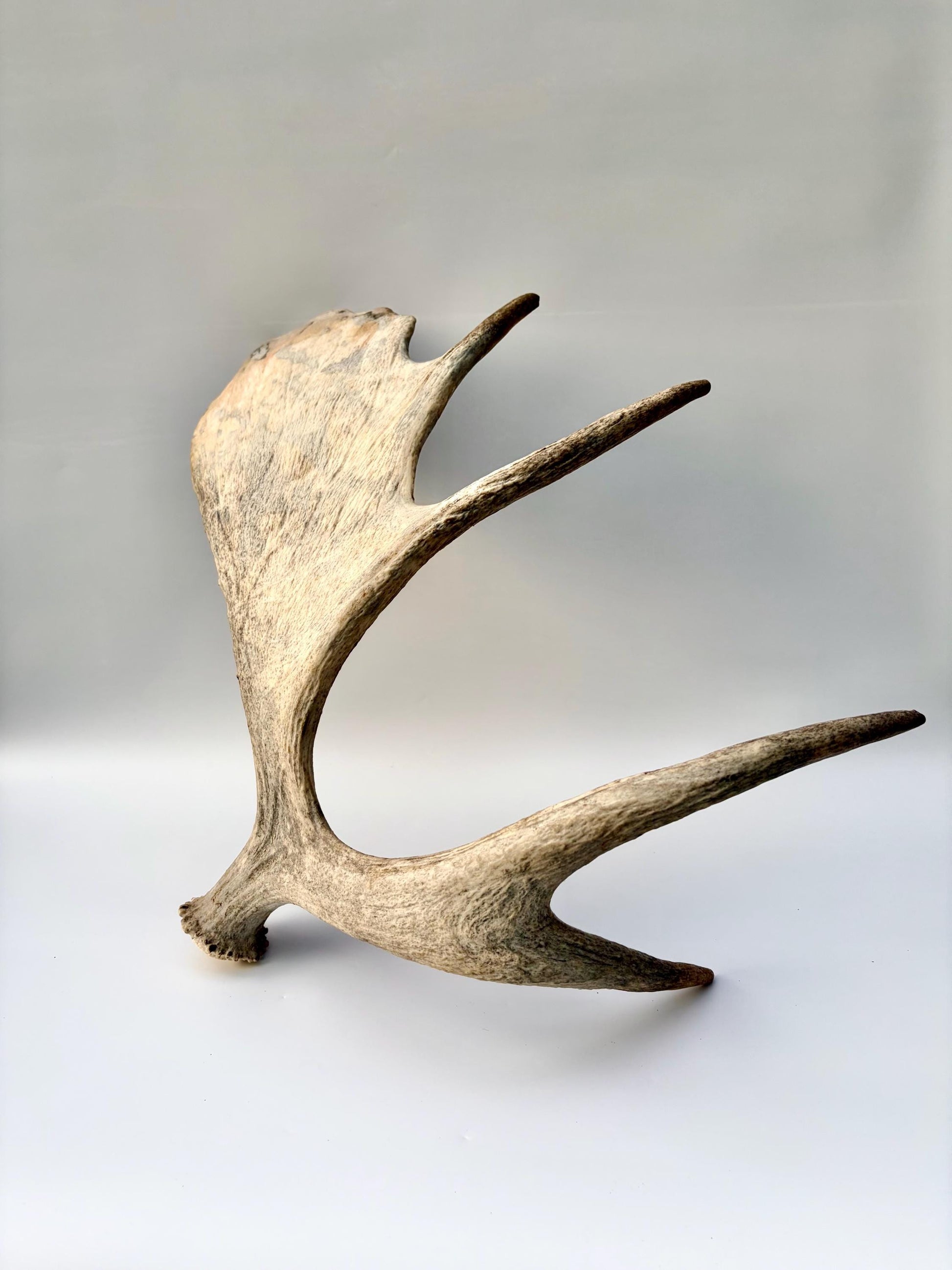 Moose Antler Set - Crafting, Decor and More