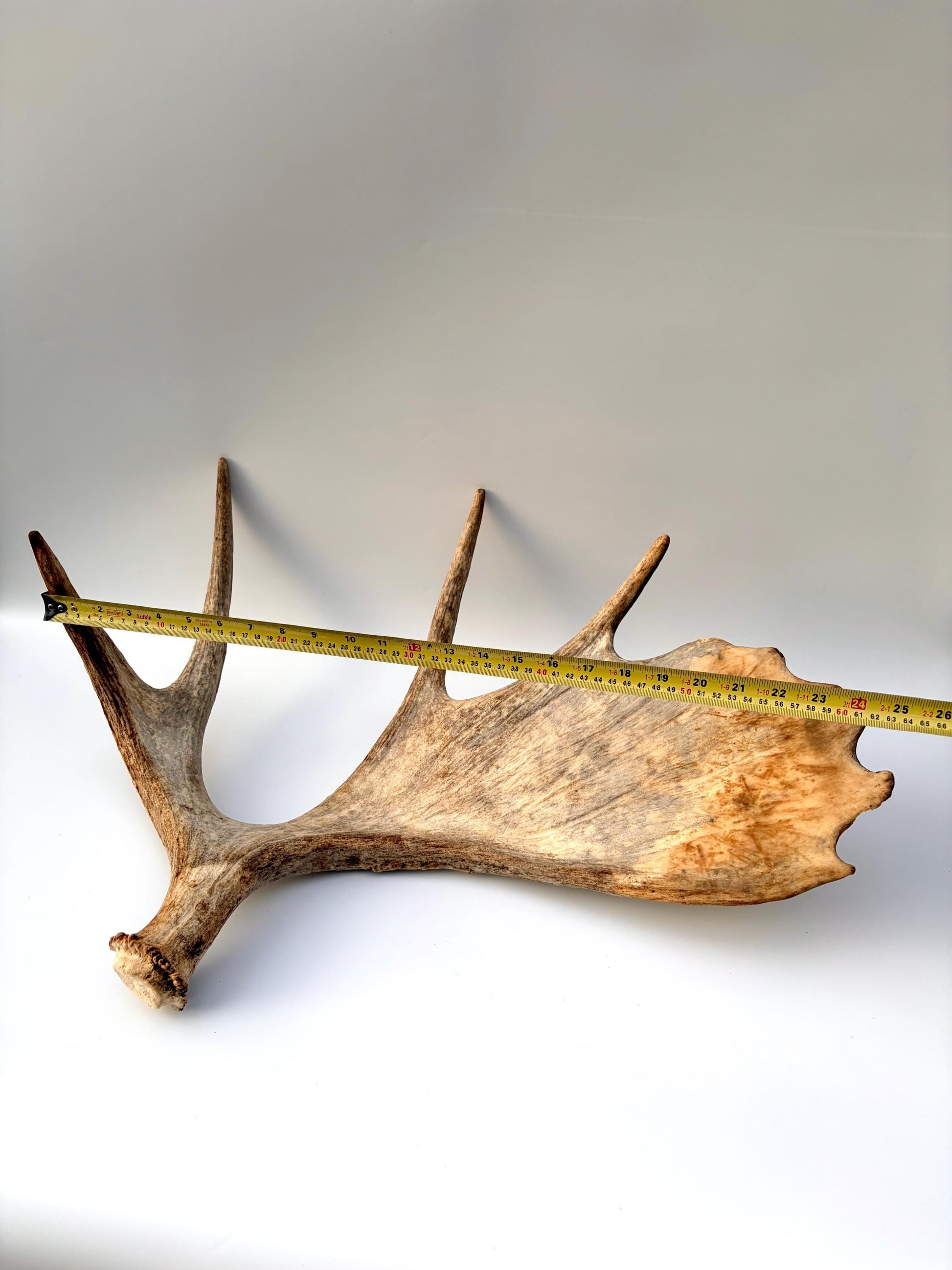 Moose Antler Set - Crafting, Decor and More