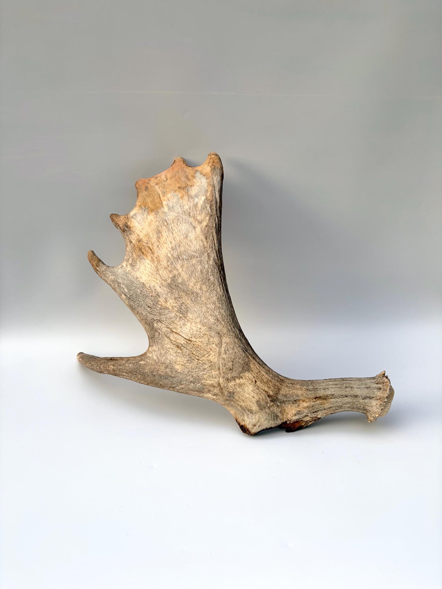 Moose Antler Set - Crafting, Decor and More