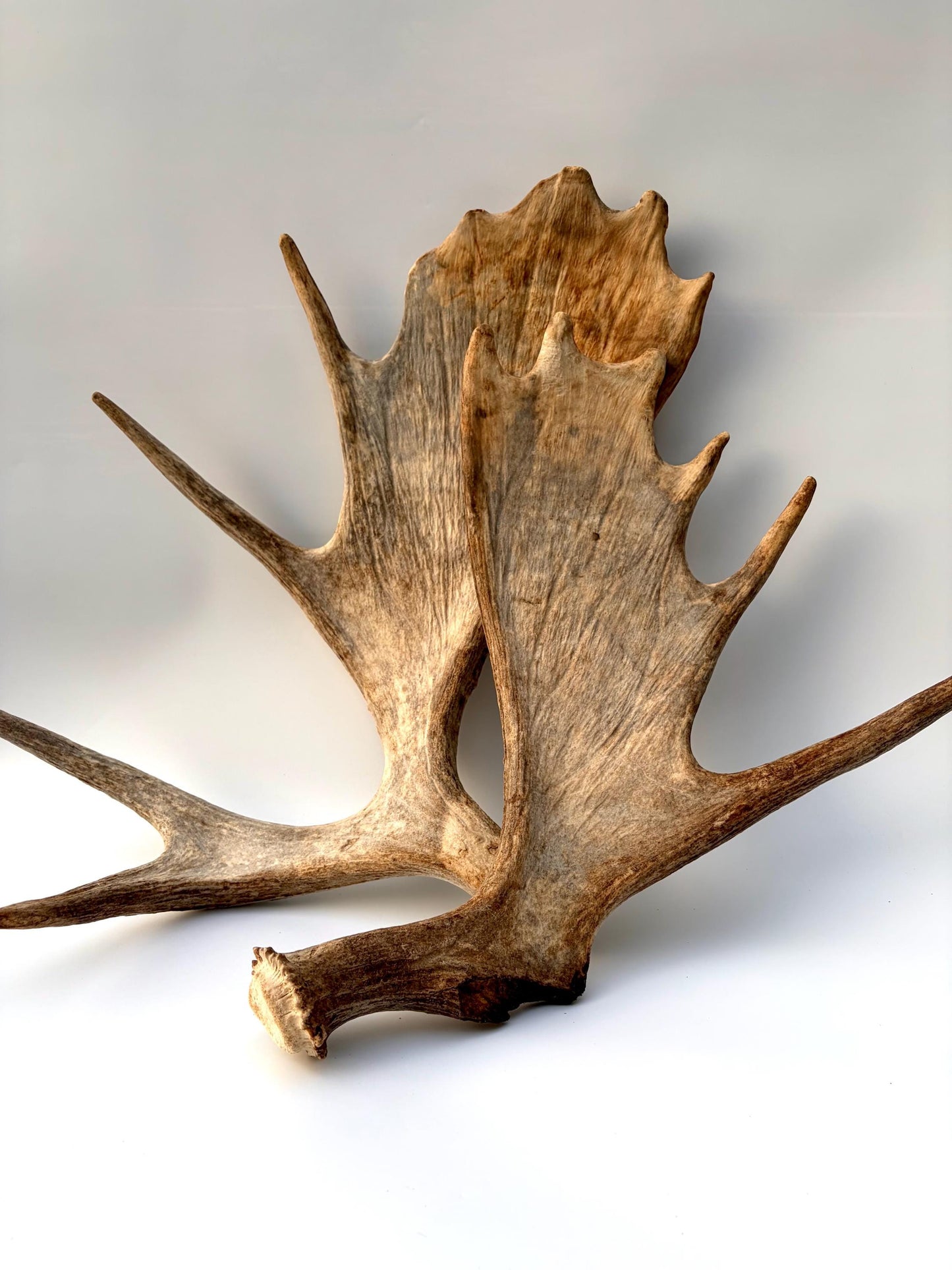 Moose Antler Set - Crafting, Decor and More