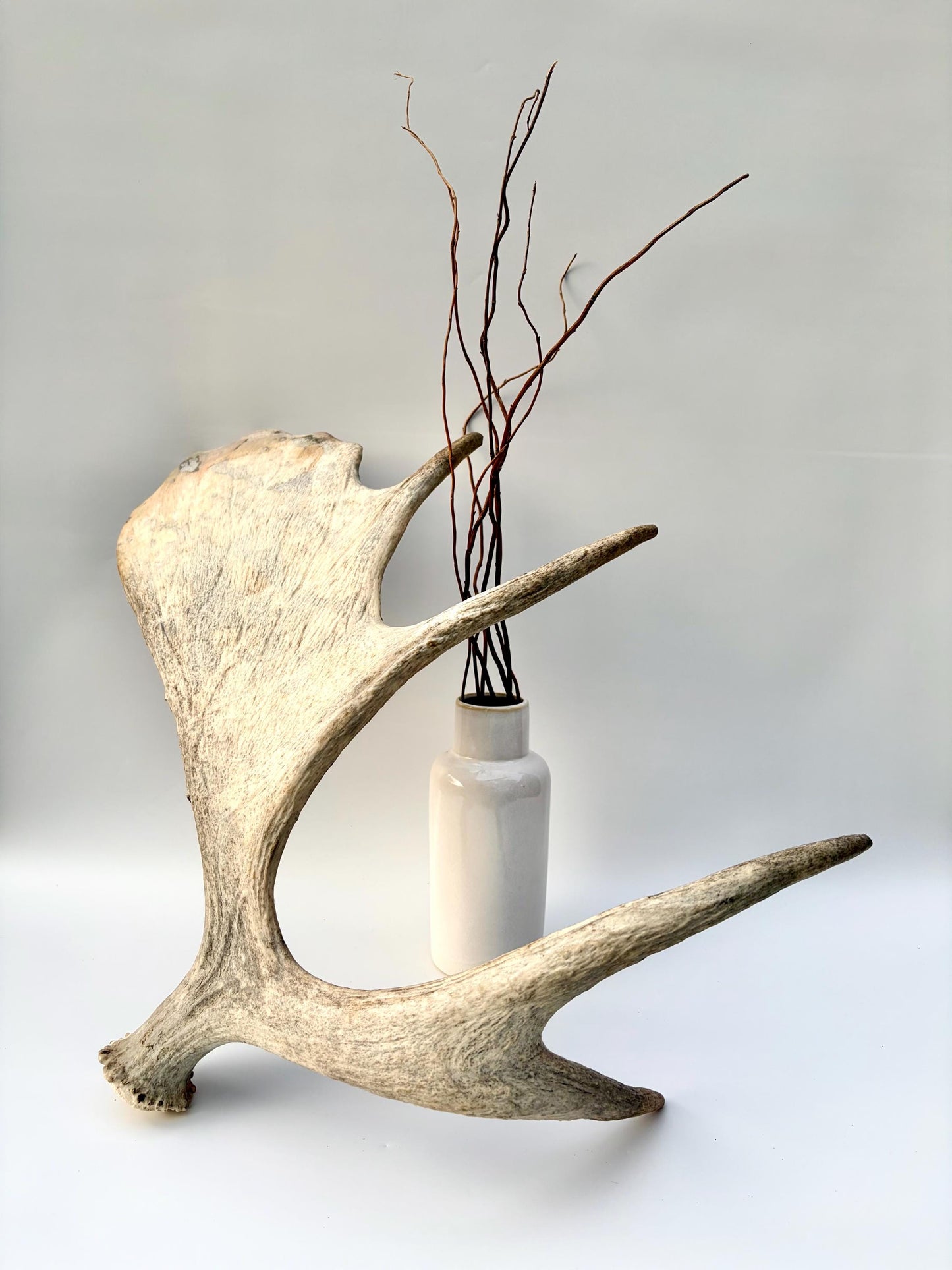 Moose Antler Set - Crafting, Decor and More