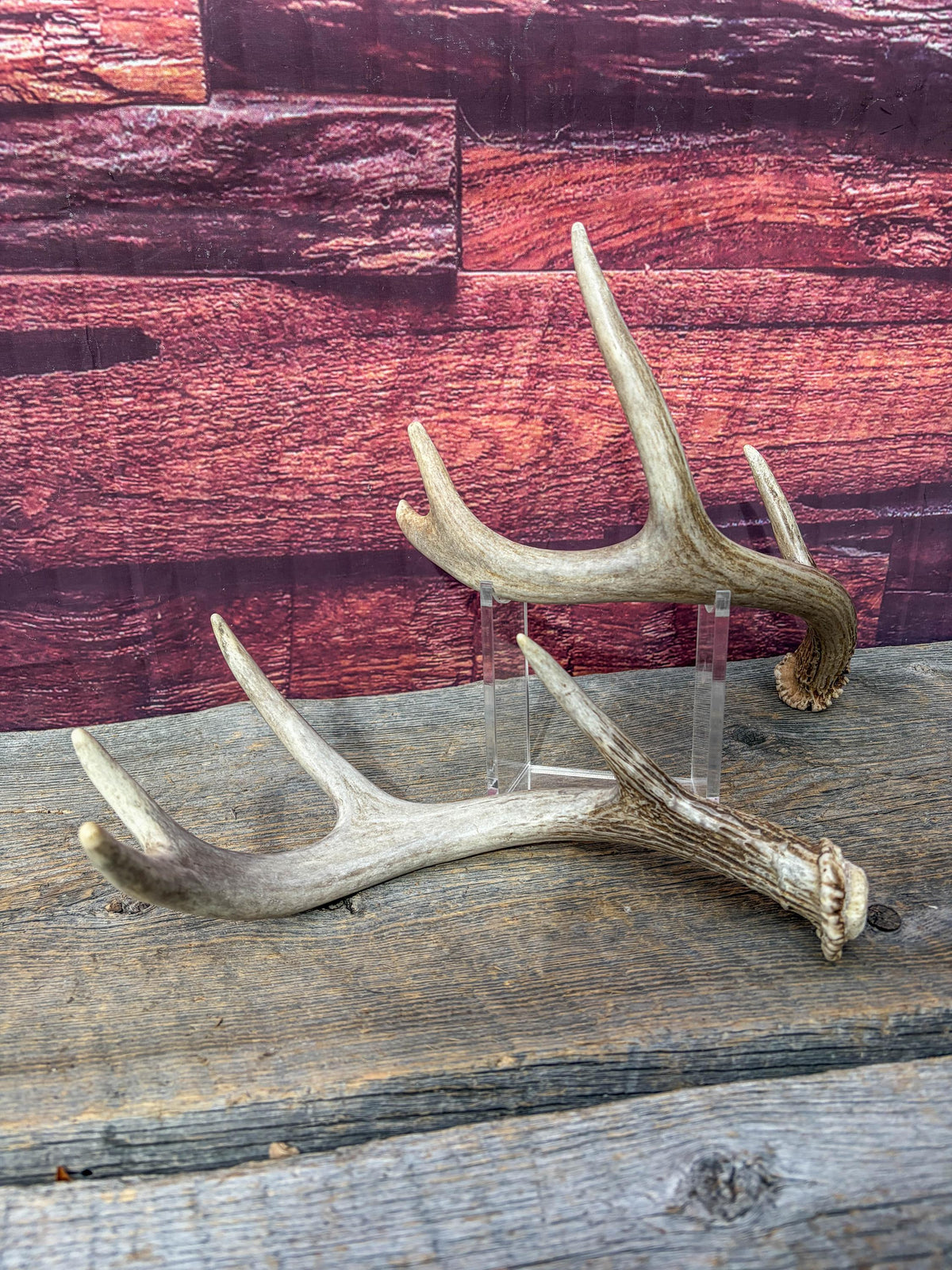 Deer Antlers - White-tailed Deer Matching set. Canadian Buck. Small Crafting and Decor Antlers
