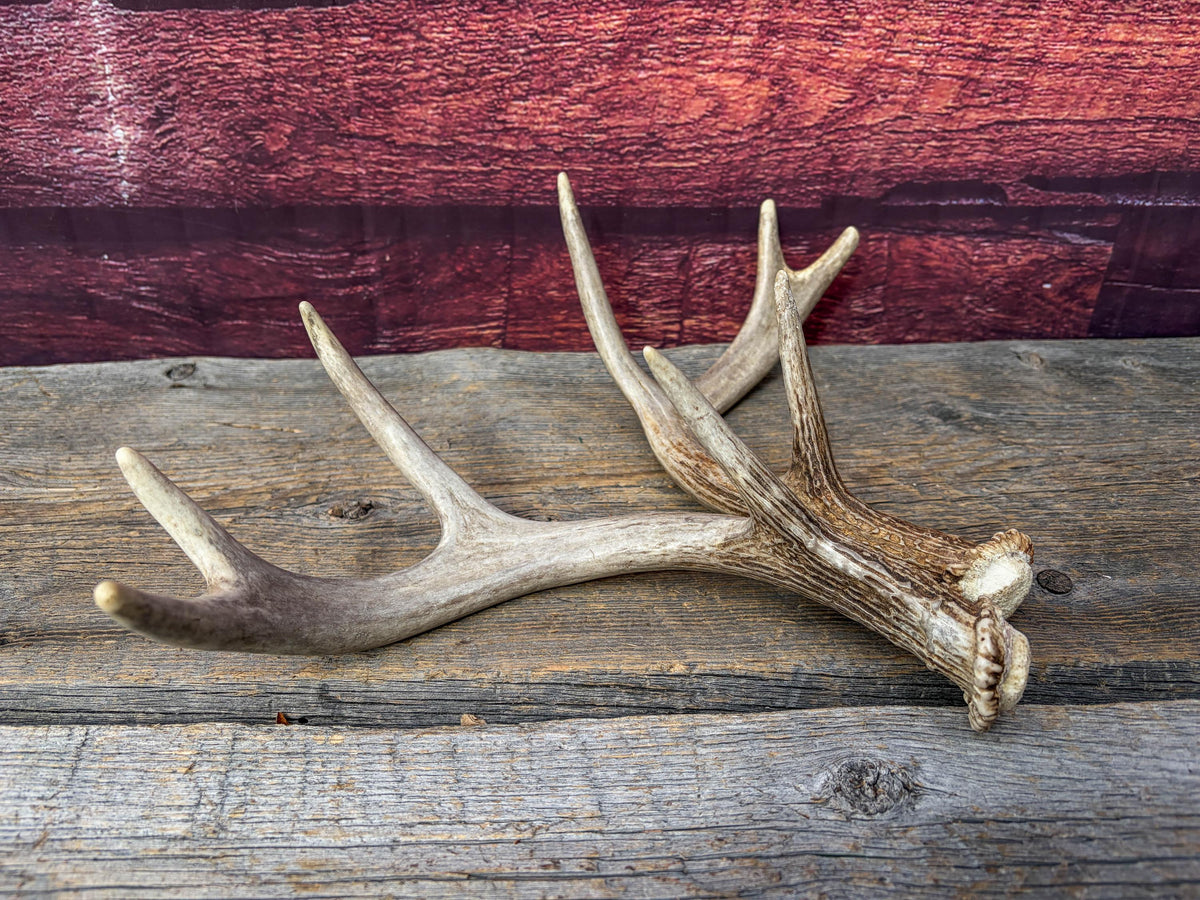 Deer Antlers - White-tailed Deer Matching set. Canadian Buck. Small Crafting and Decor Antlers