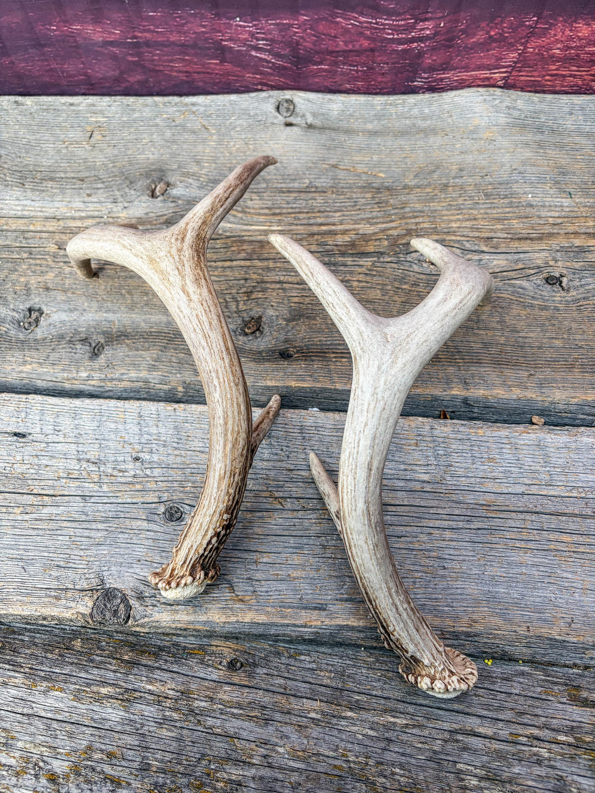 Deer Antlers - White-tailed Deer Matching set. Canadian Buck. Small Crafting and Decor Antlers