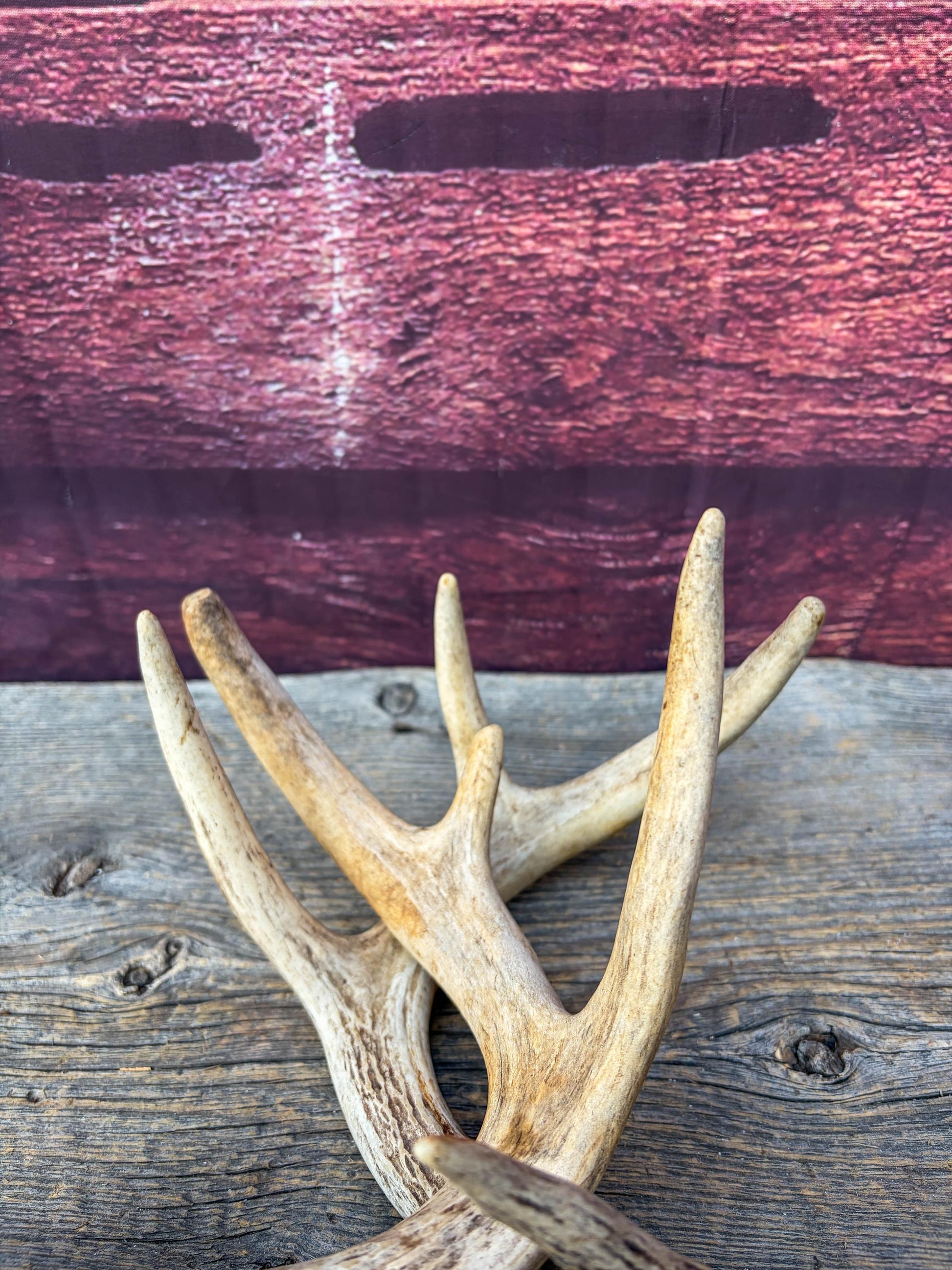 Deer Antlers - Small White-tailed Deer Matching set. Canadian Buck. Crafting and Decor Antlers
