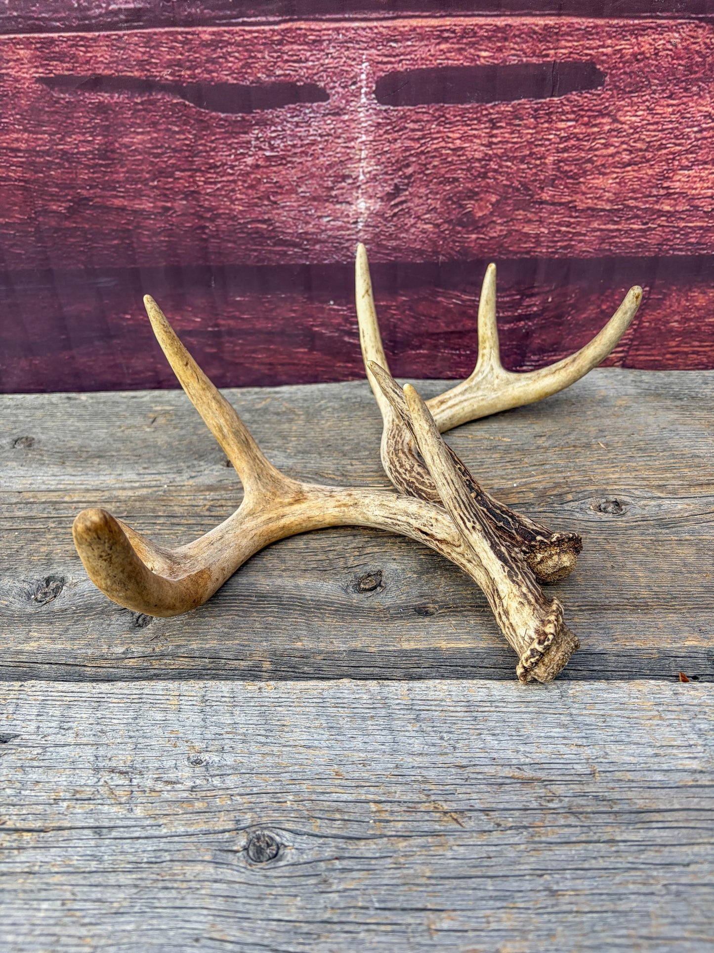 Deer Antlers - Small White-tailed Deer Matching set. Canadian Buck. Crafting and Decor Antlers