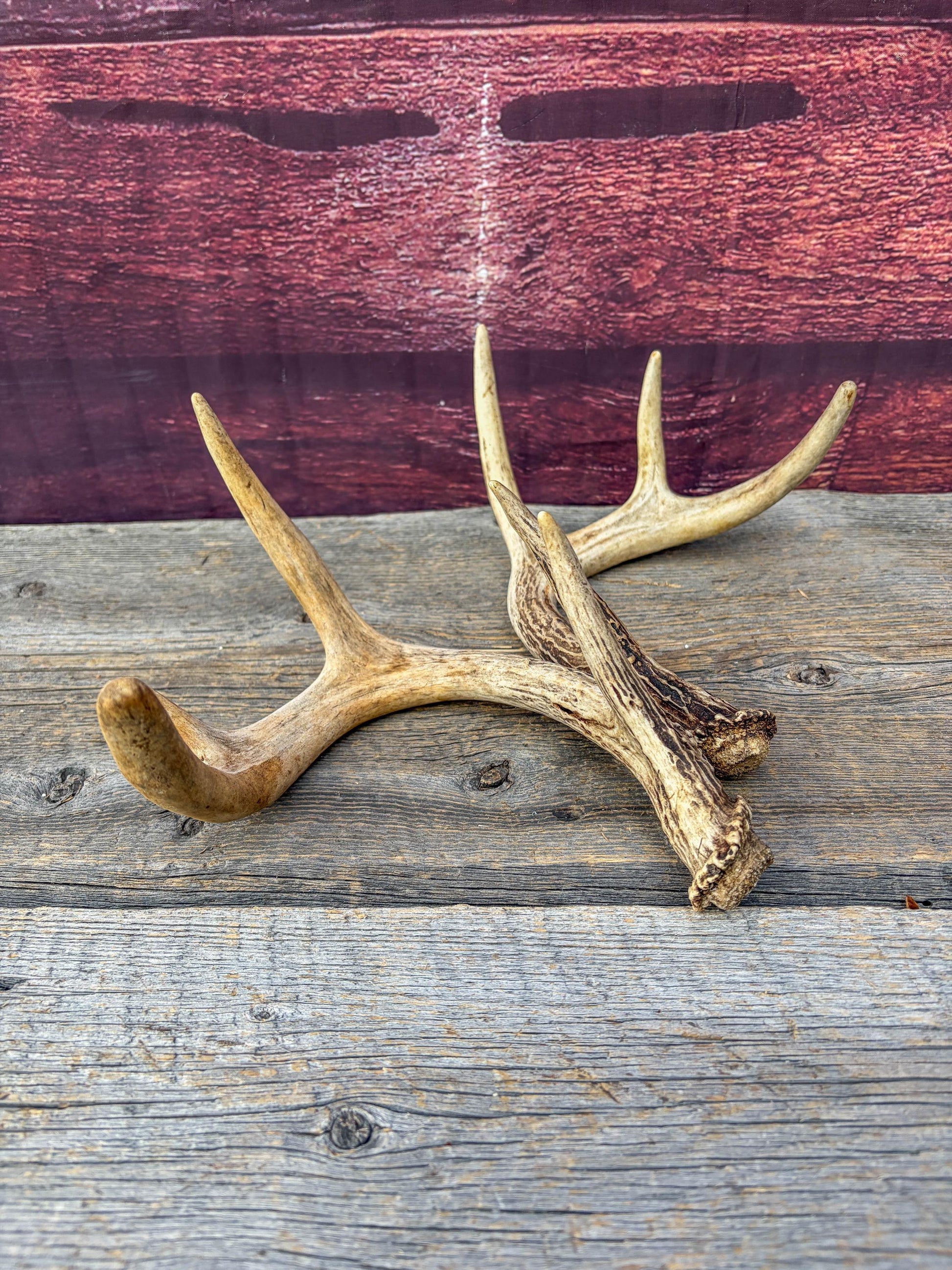 Deer Antlers - Small White-tailed Deer Matching set. Canadian Buck. Crafting and Decor Antlers