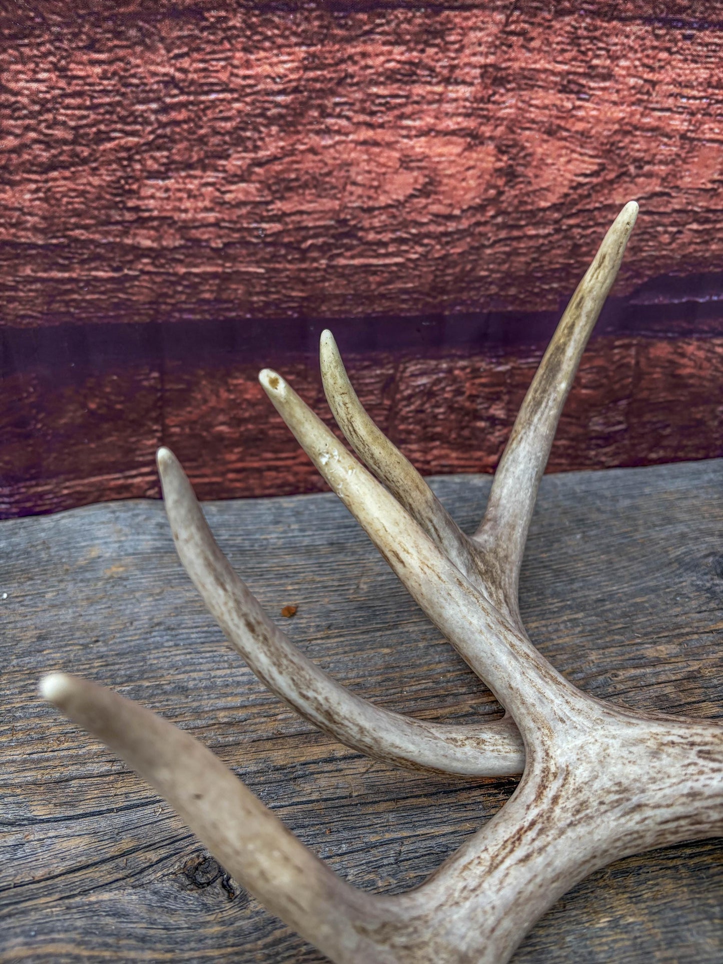 Deer Antlers - White-tailed Deer Matching set. Canadian Buck. Small 8 point set of Crafting and Decor Antlers