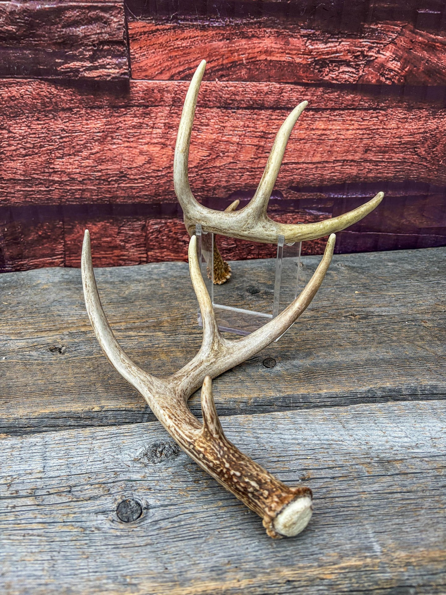 Deer Antlers - White-tailed Deer Matching set. Canadian Buck. Small 8 point set of Crafting and Decor Antlers