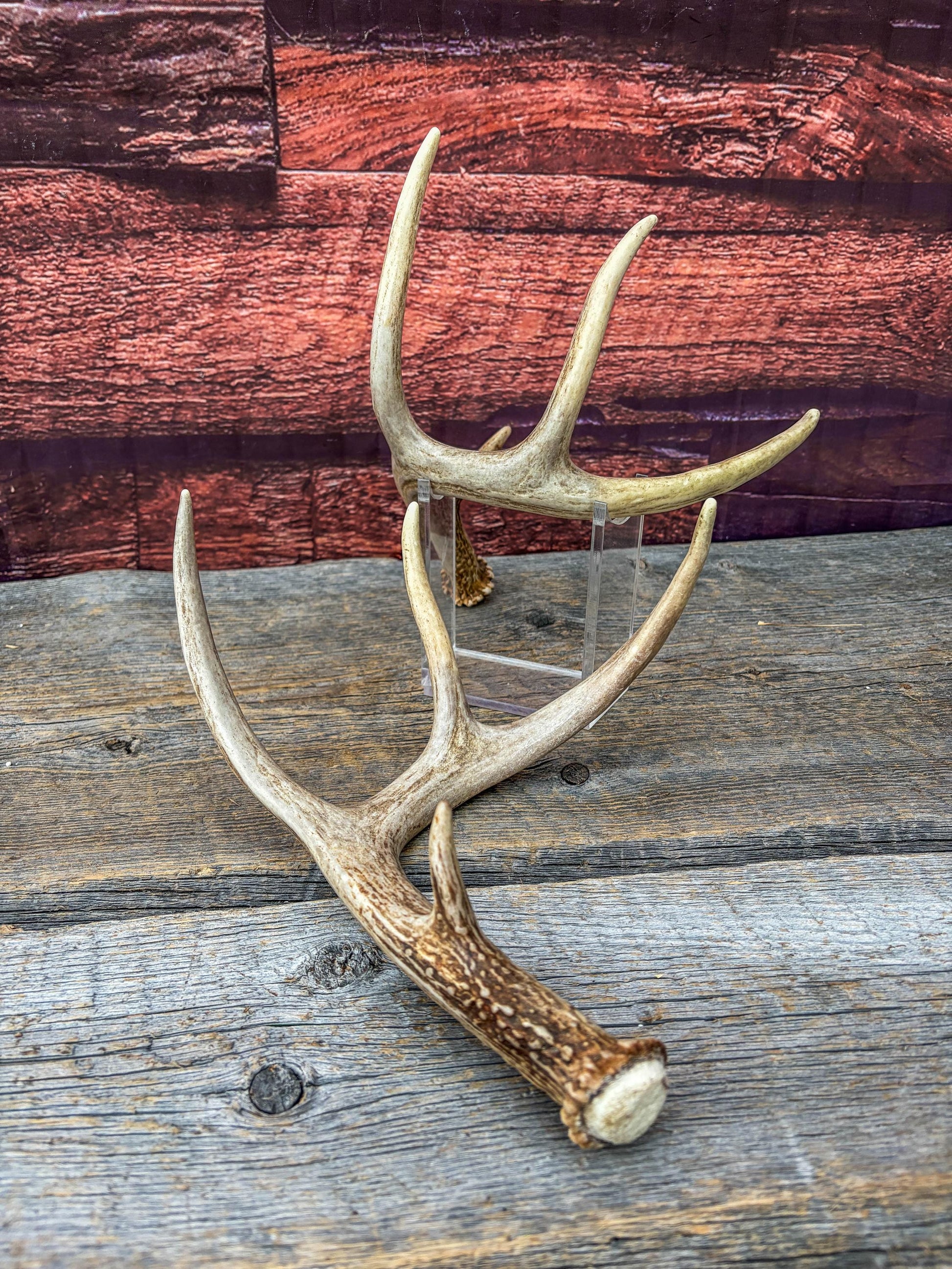 Deer Antlers - White-tailed Deer Matching set. Canadian Buck. Small 8 point set of Crafting and Decor Antlers