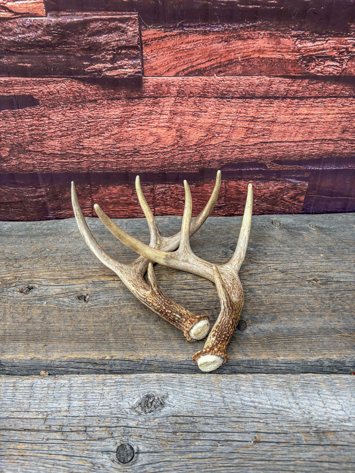 Deer Antlers - White-tailed Deer Matching set. Canadian Buck. Small 8 point set of Crafting and Decor Antlers