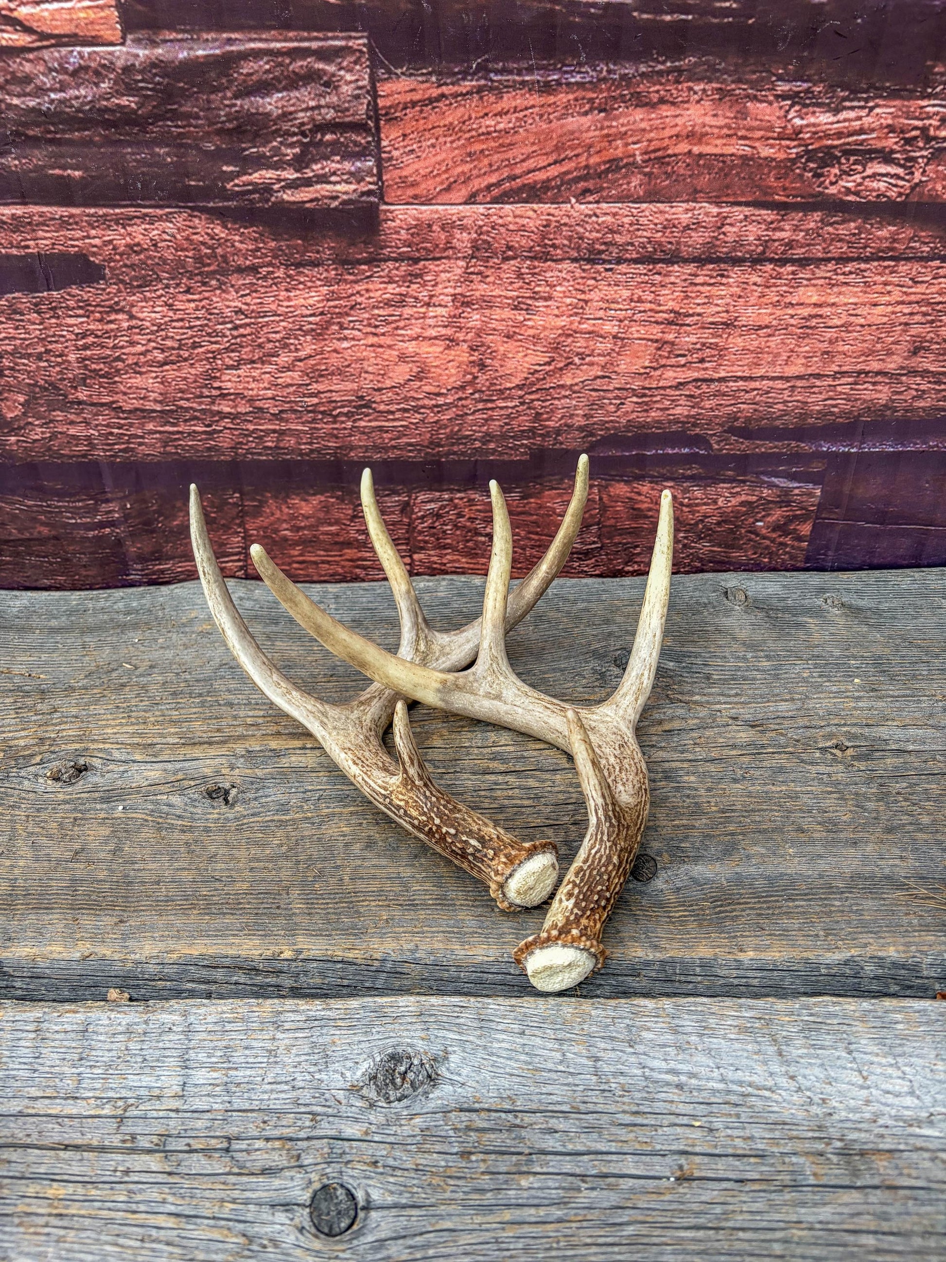 Deer Antlers - White-tailed Deer Matching set. Canadian Buck. Small 8 point set of Crafting and Decor Antlers