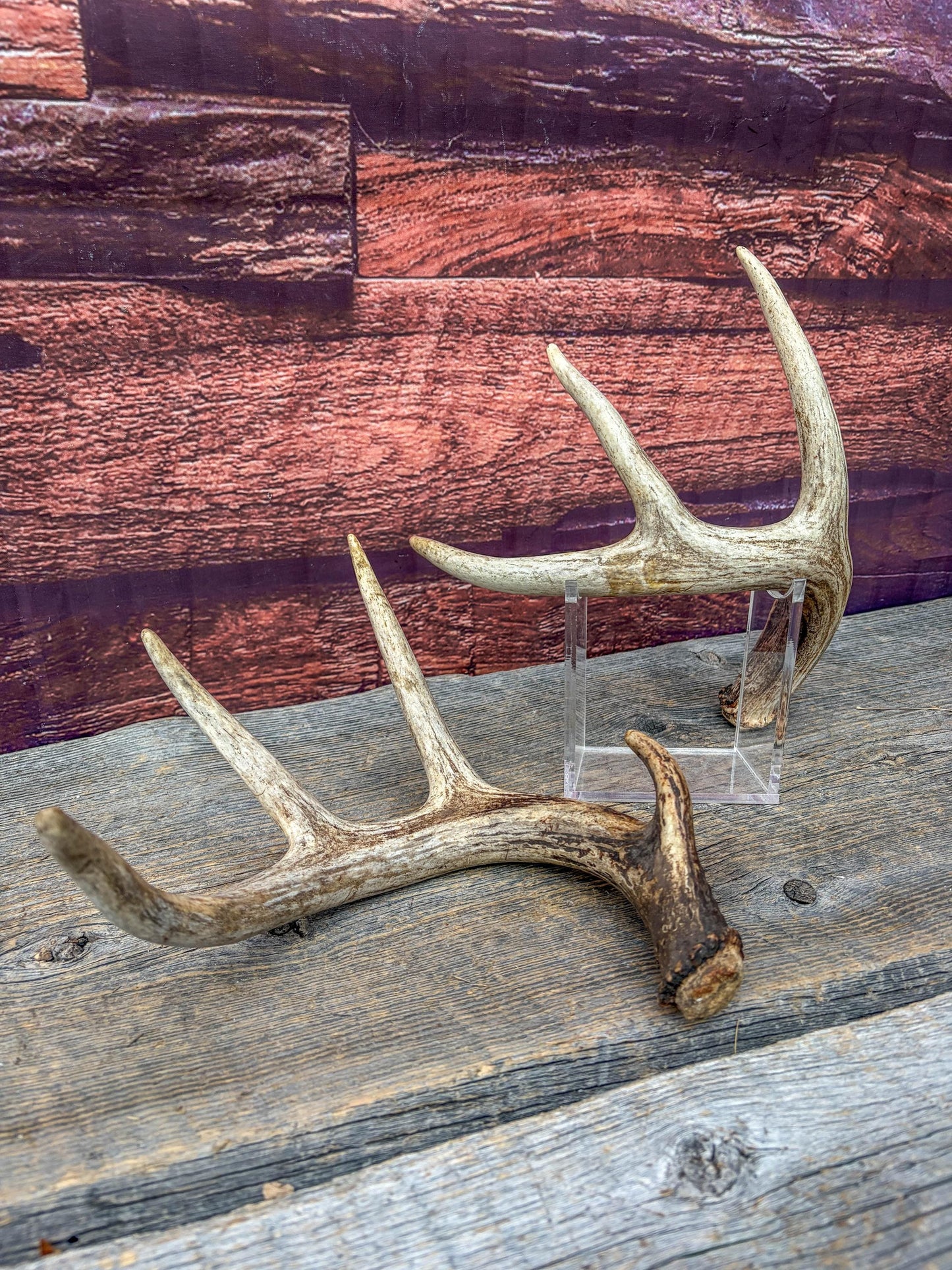 Set of Canadian Whitetail Deer Antlers. Classic Fresh, 4x4 Antler Set.