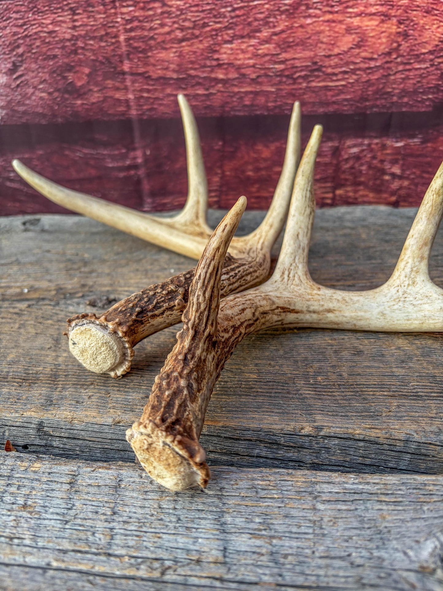Deer Antlers - White-tailed Deer Matching set. Canadian Buck. Small Crafting and Decor Antlers