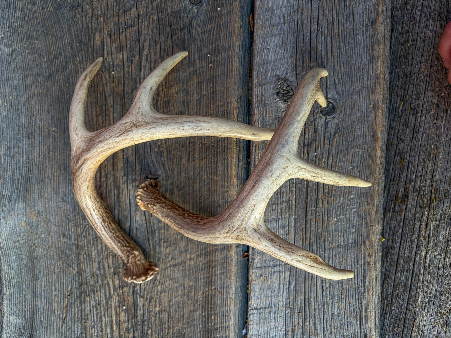 Deer Antlers - White-tailed Deer Matching set. Canadian Buck. Small Crafting and Decor Antlers