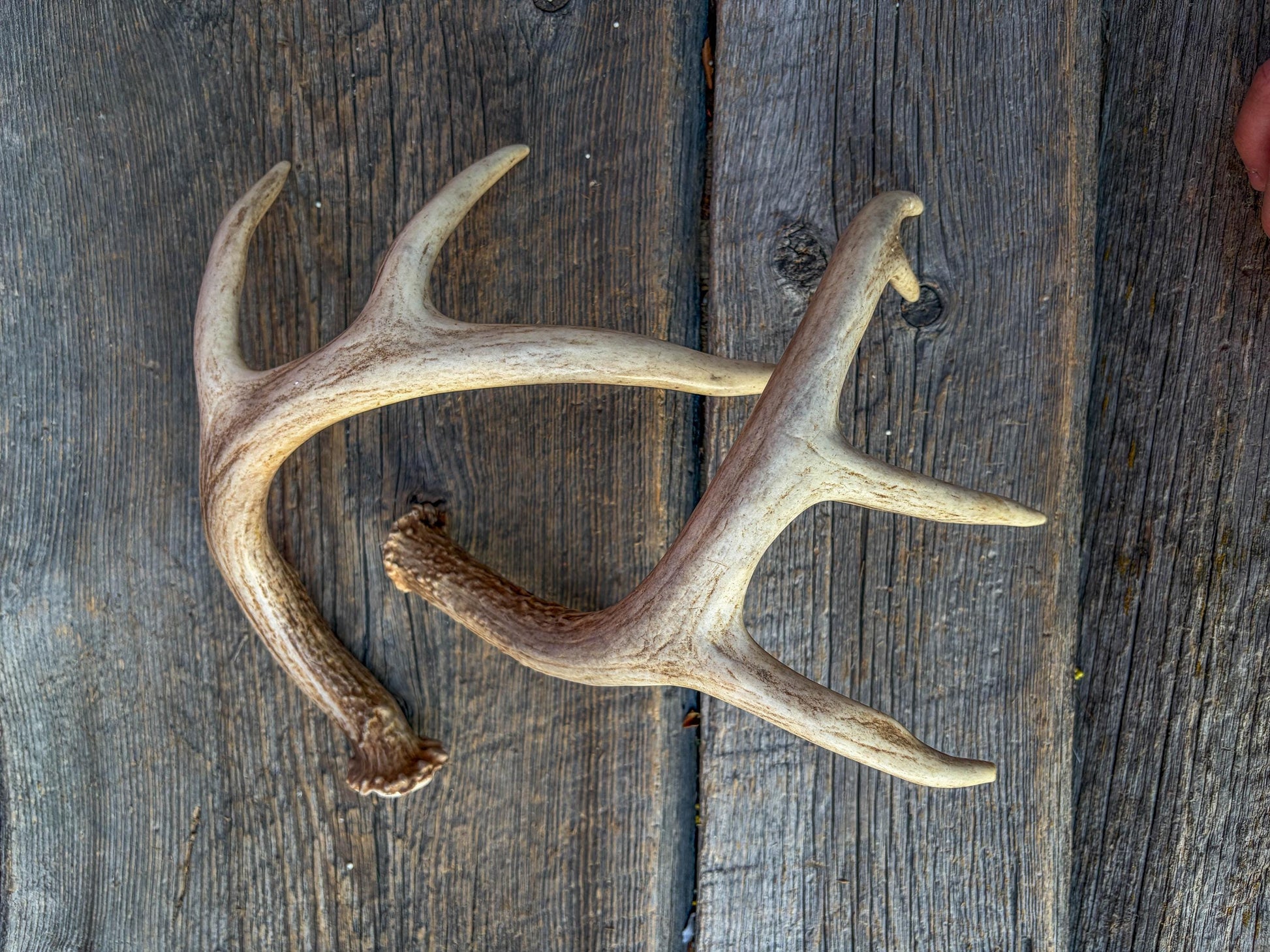 Deer Antlers - White-tailed Deer Matching set. Canadian Buck. Small Crafting and Decor Antlers