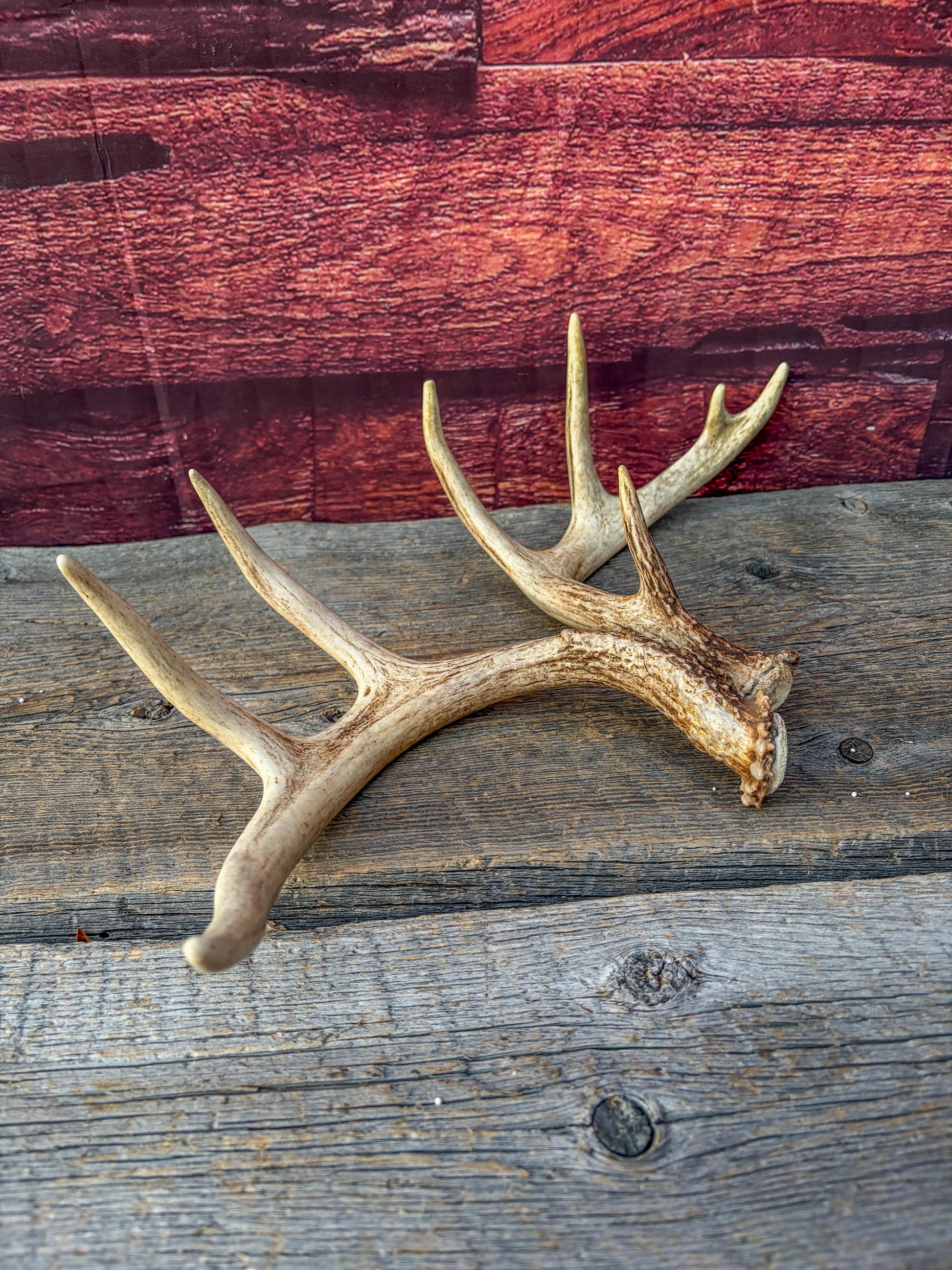 Deer Antlers - White-tailed Deer Matching set. Canadian Buck. Small Crafting and Decor Antlers