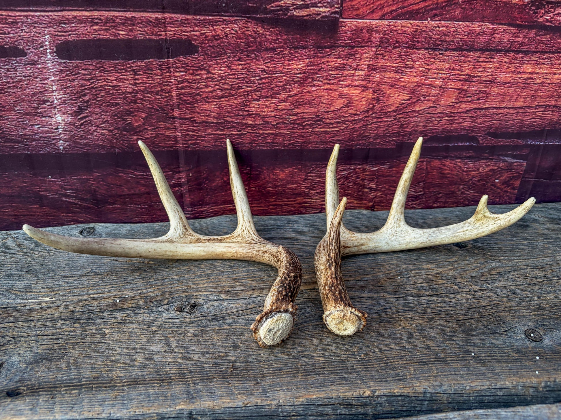 Deer Antlers - White-tailed Deer Matching set. Canadian Buck. Small Crafting and Decor Antlers