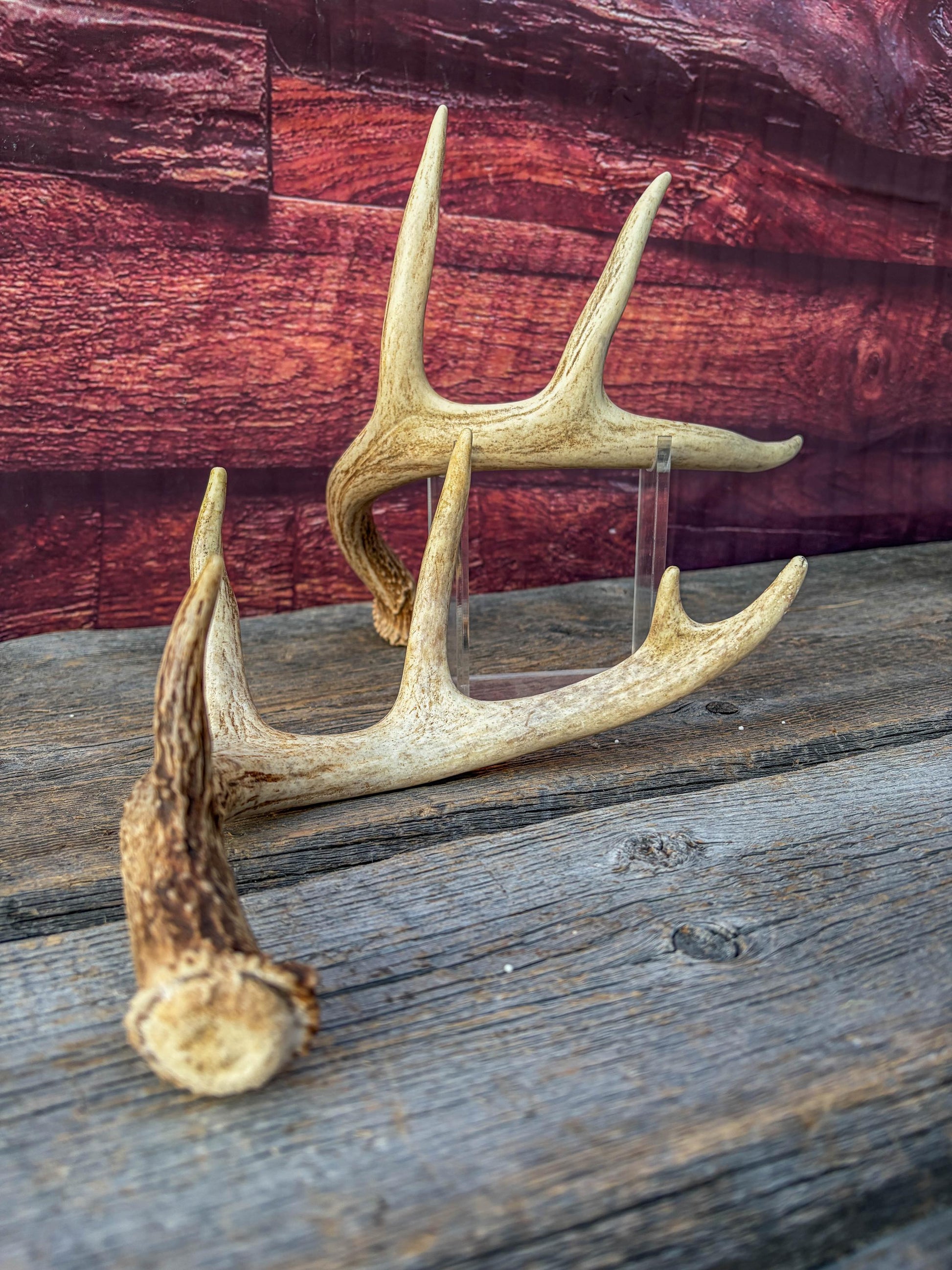 Deer Antlers - White-tailed Deer Matching set. Canadian Buck. Small Crafting and Decor Antlers