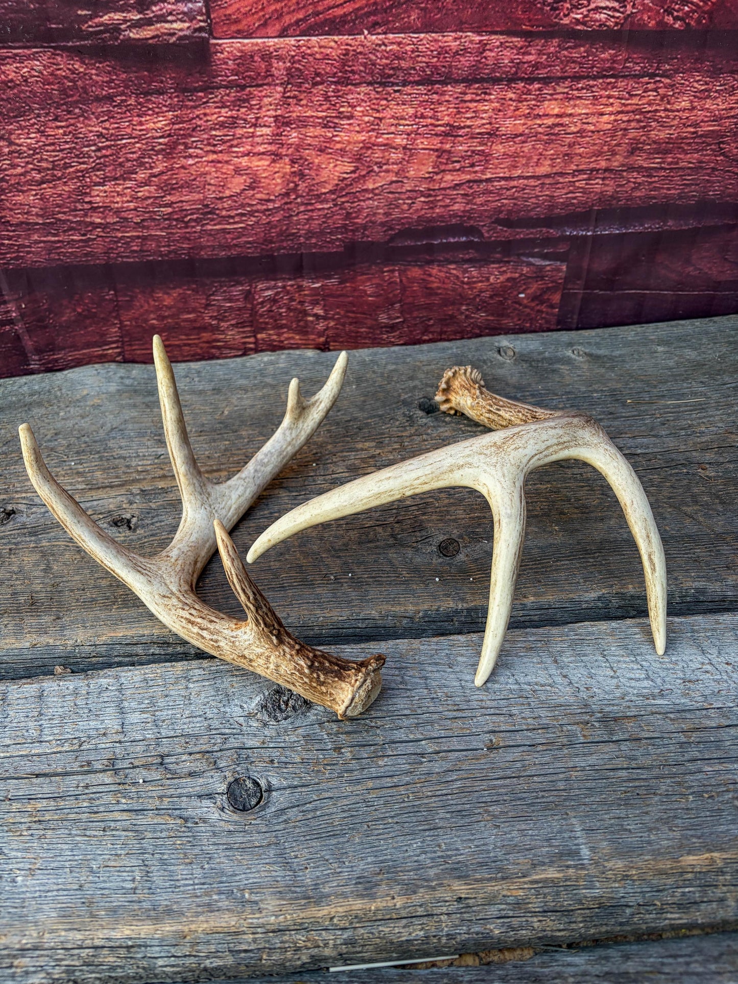Deer Antlers - White-tailed Deer Matching set. Canadian Buck. Small Crafting and Decor Antlers