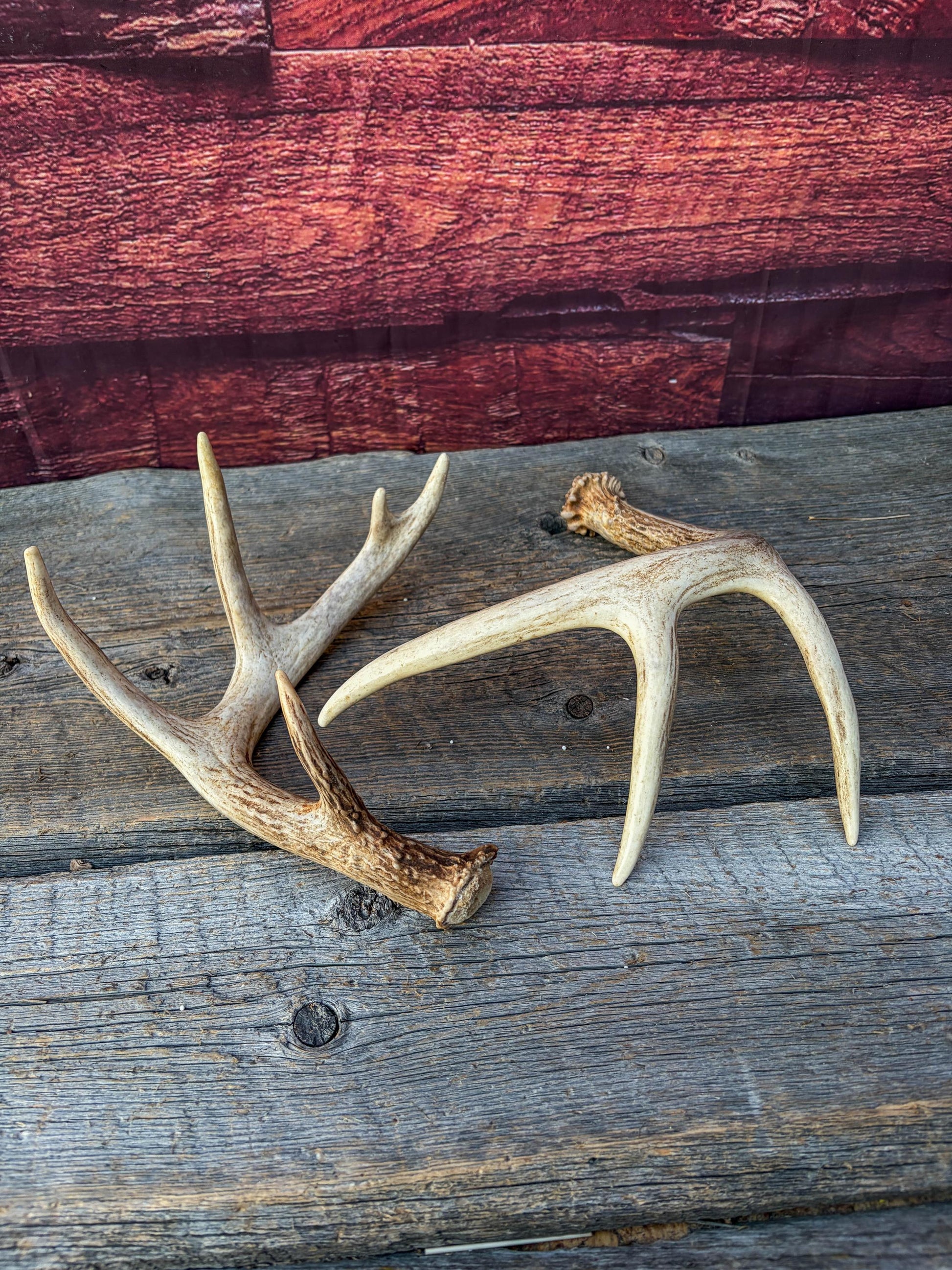 Deer Antlers - White-tailed Deer Matching set. Canadian Buck. Small Crafting and Decor Antlers