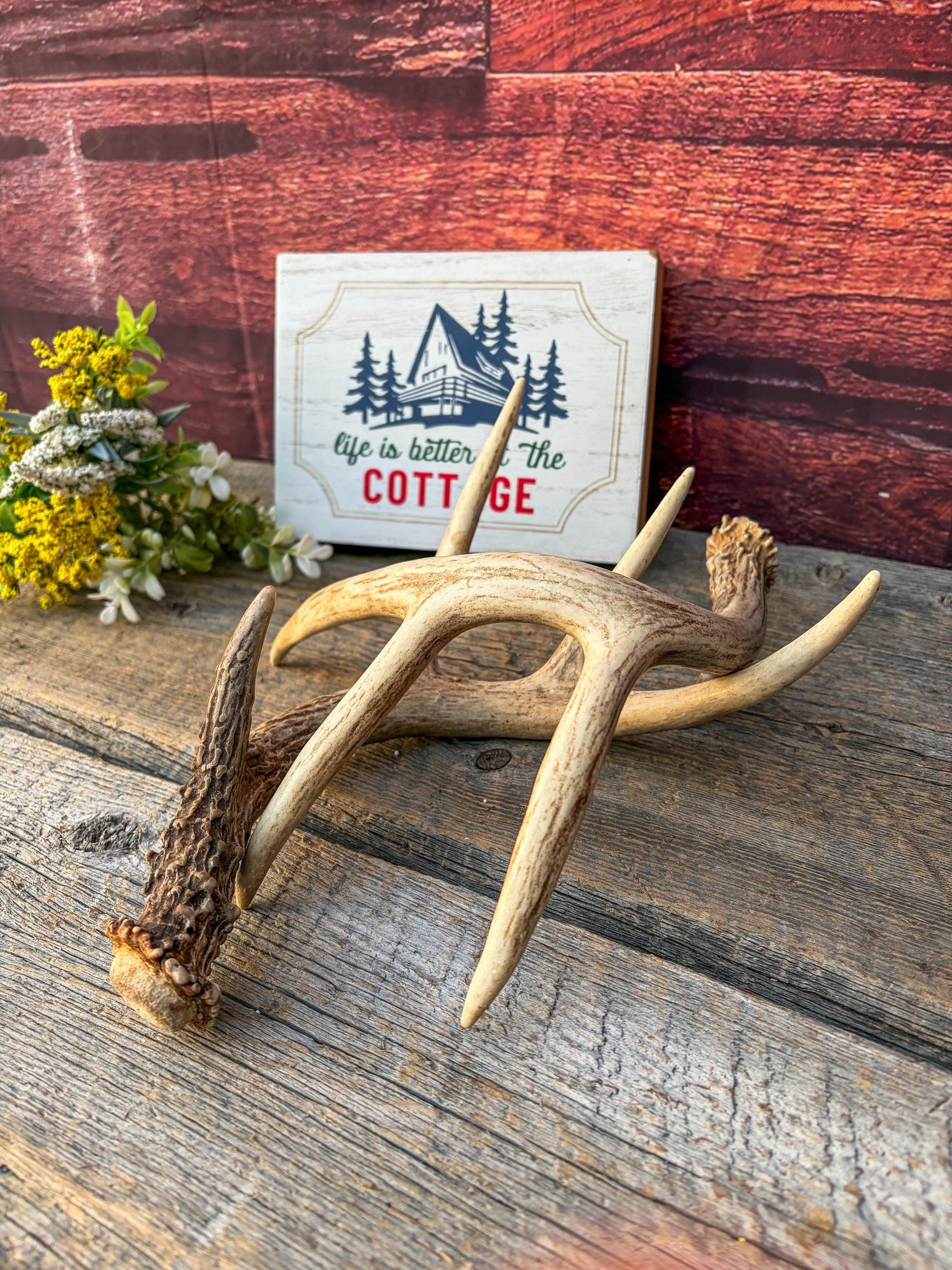 Matched White-Tailed Deer Antlers: Freshly Shed, small 8-Point set.
