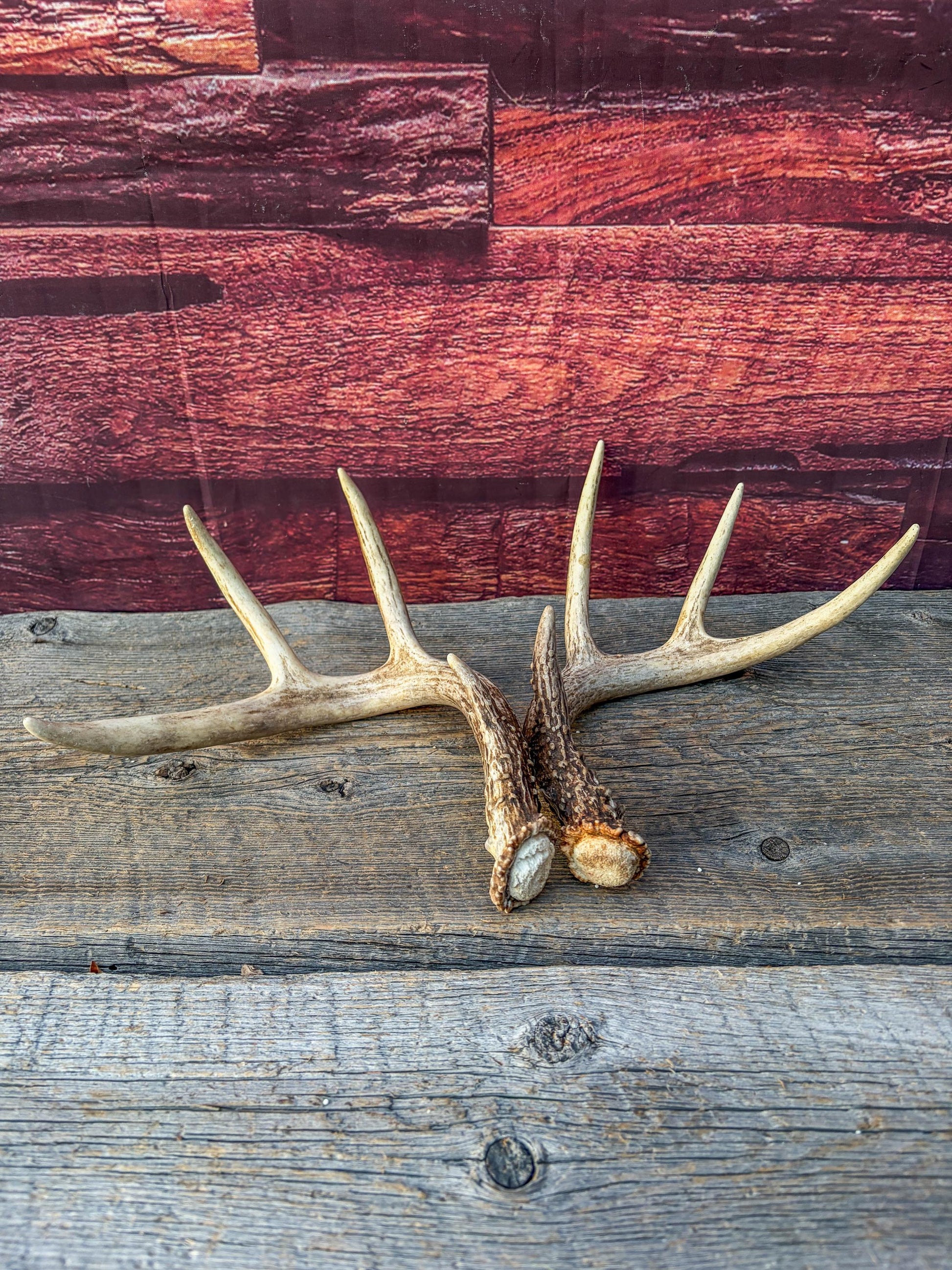 Matched White-Tailed Deer Antlers: Freshly Shed, small 8-Point set.