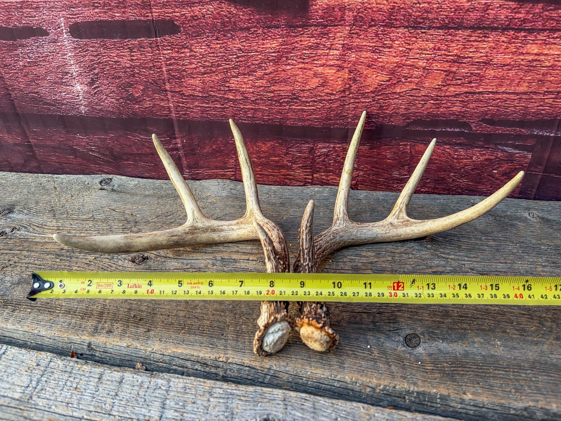 Matched White-Tailed Deer Antlers: Freshly Shed, small 8-Point set.