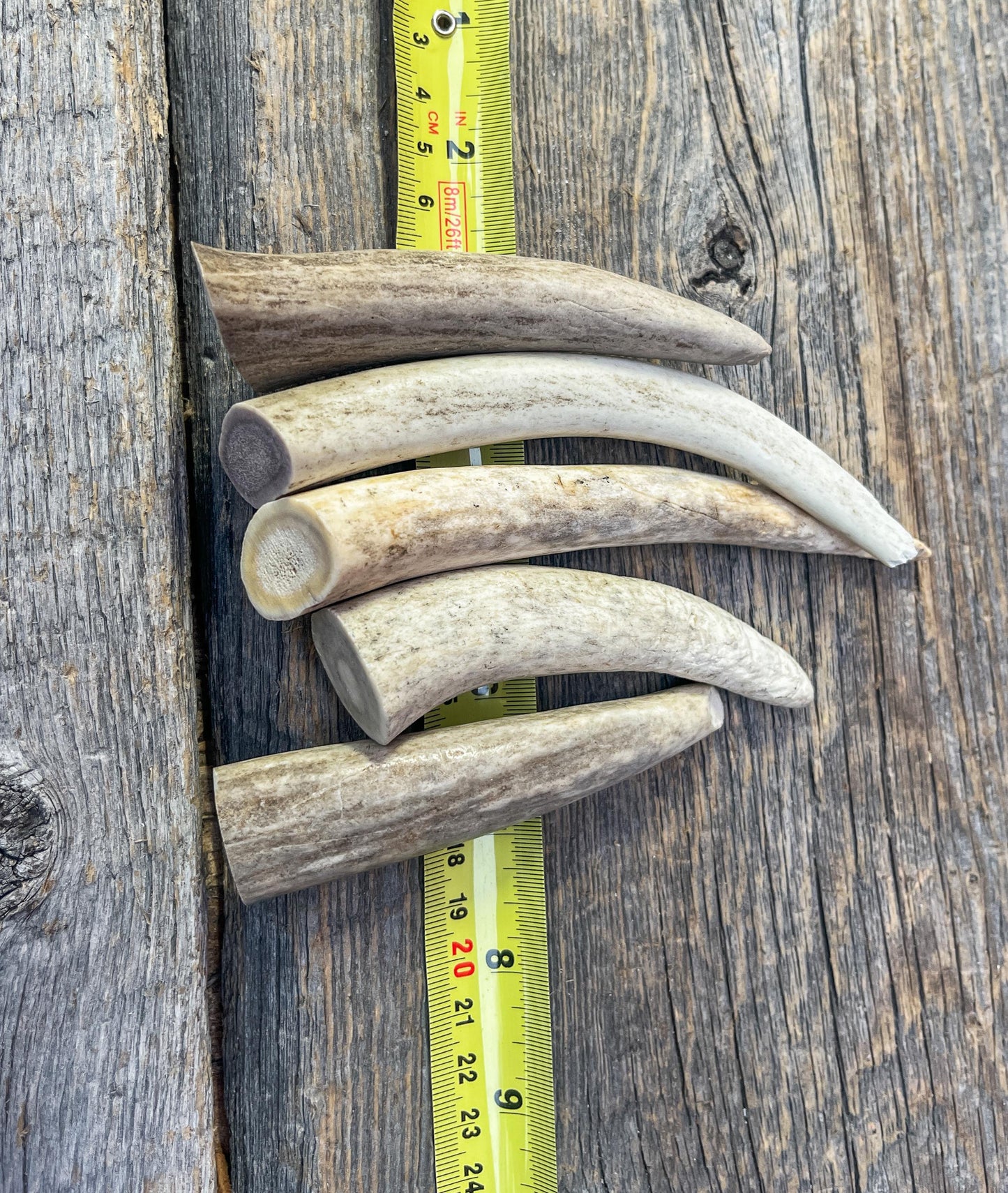 Antler Tips - 5 Pack of Poorer Quality Tines / Tips or "Dinosaur Teeth" for Crafting, Decor and More.
