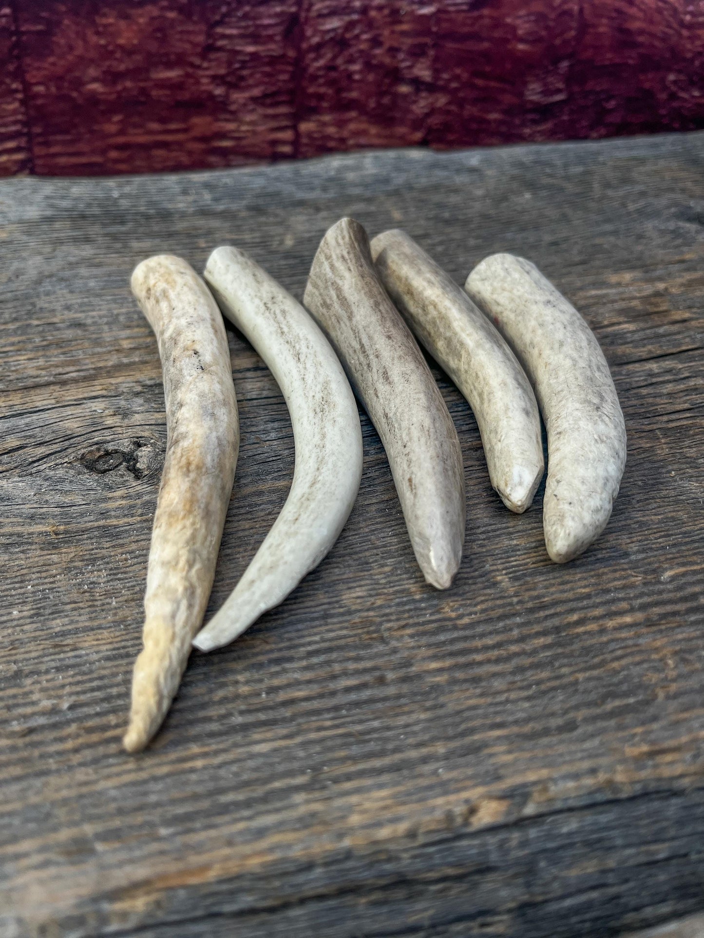 Antler Tips - 5 Pack of Poorer Quality Tines / Tips or "Dinosaur Teeth" for Crafting, Decor and More.