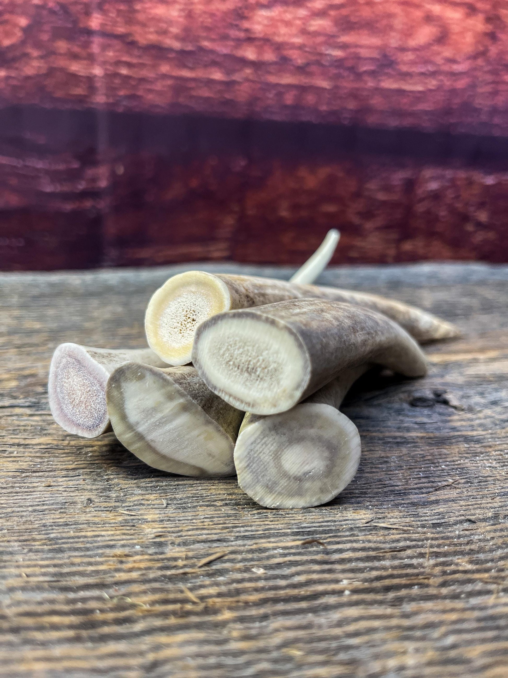 Antler Tips - 5 Pack of Poorer Quality Tines / Tips or "Dinosaur Teeth" for Crafting, Decor and More.