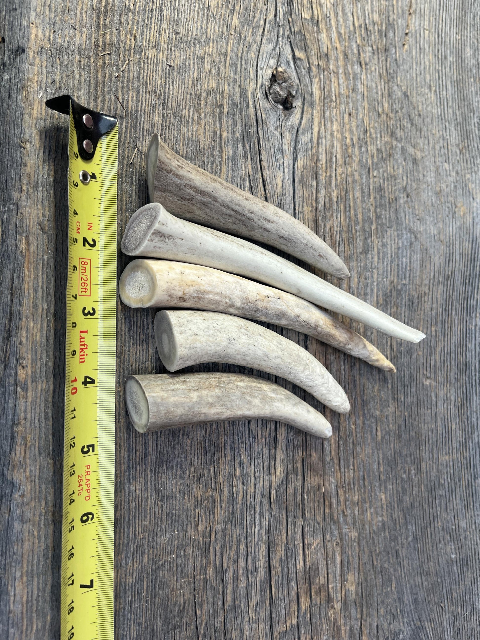 Antler Tips - 5 Pack of Poorer Quality Tines / Tips or "Dinosaur Teeth" for Crafting, Decor and More.