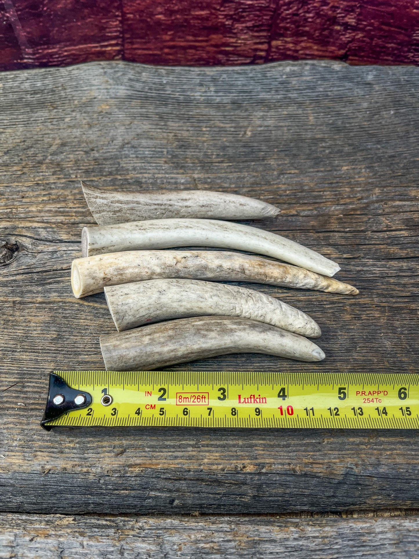 Antler Tips - 5 Pack of Poorer Quality Tines / Tips or "Dinosaur Teeth" for Crafting, Decor and More.