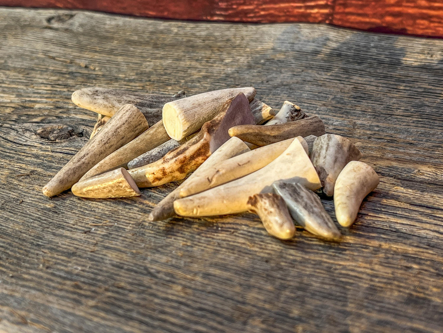Tiny Antler Tips (20pcs) Varying Condition Tips for Crafting Decor and More