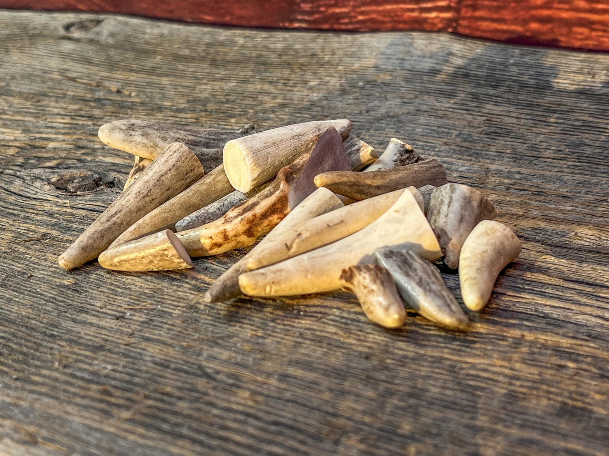 Tiny Antler Tips (20pcs) Varying Condition Tips for Crafting Decor and More