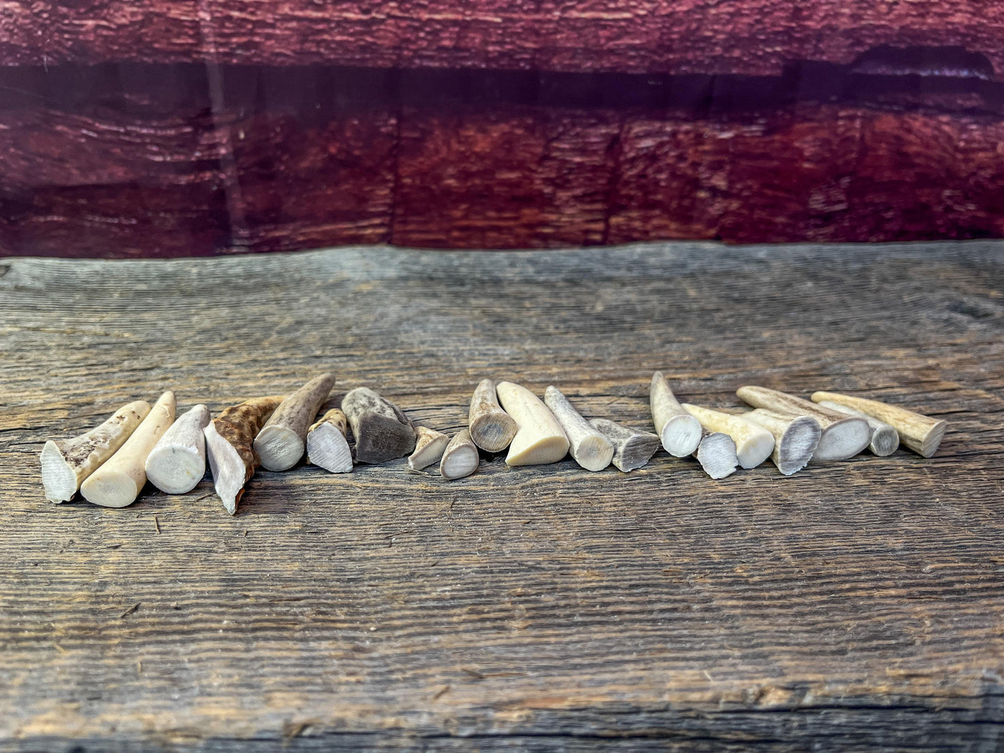 Tiny Antler Tips (20pcs) Varying Condition Tips for Crafting Decor and More