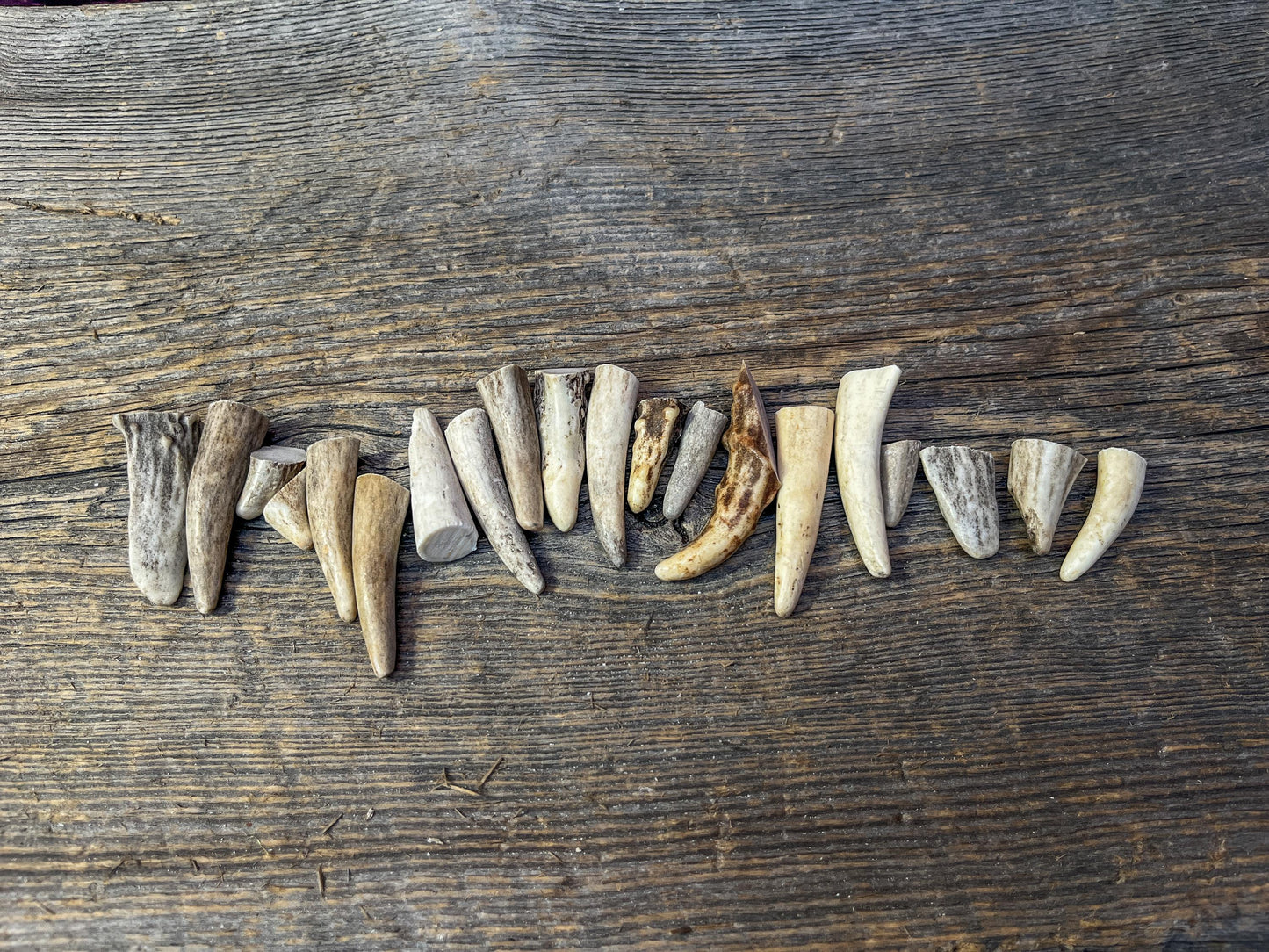 Tiny Antler Tips (20pcs) Varying Condition Tips for Crafting Decor and More