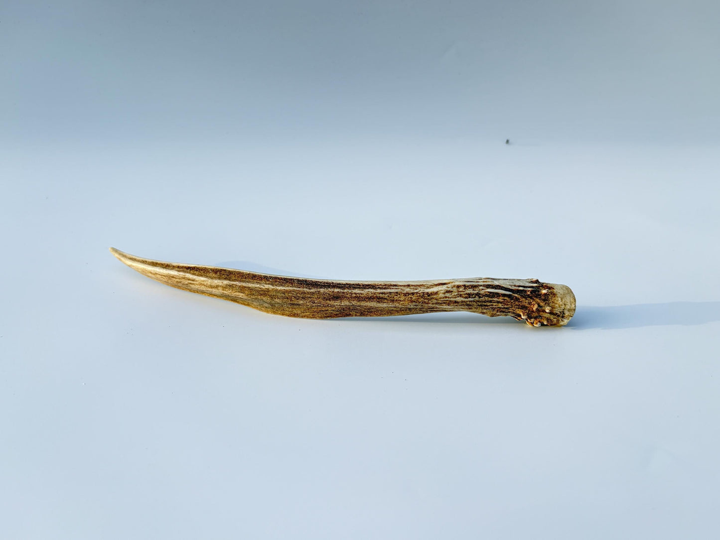 Small Mule Deer Antler. Very Large Single “Spike” Antler Decor piece, Table Centerpiece, and More.