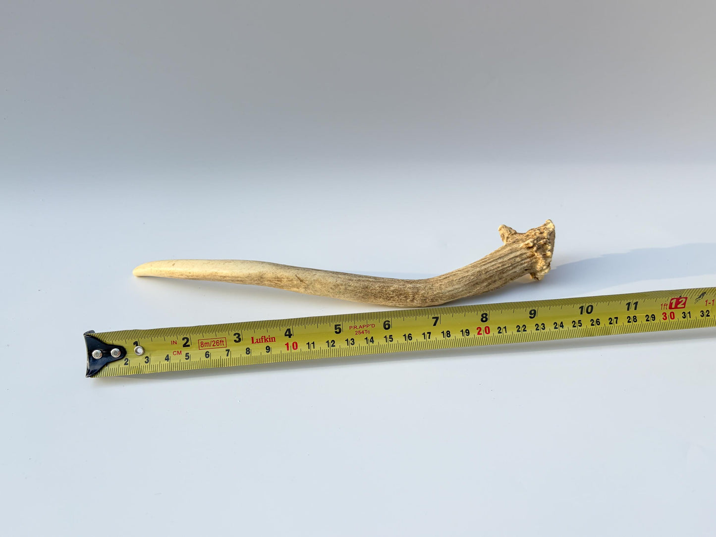 Small Mule Deer Antler. Very Large Single “Spike” Antler Decor piece, Table Centerpiece, and More.