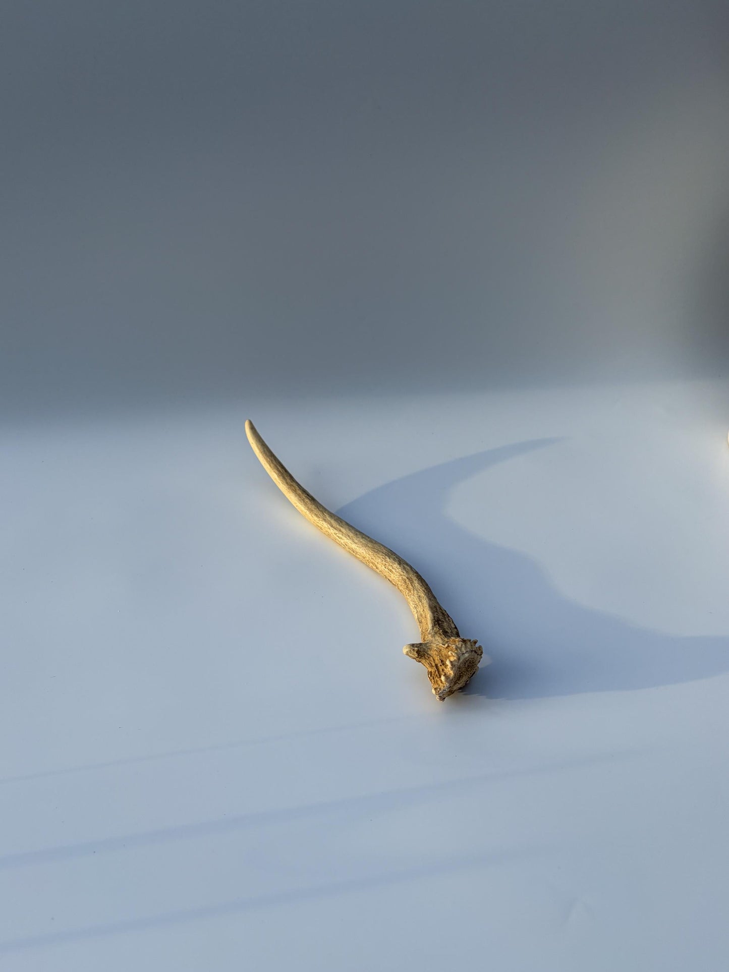 Small Mule Deer Antler. Very Large Single “Spike” Antler Decor piece, Table Centerpiece, and More.