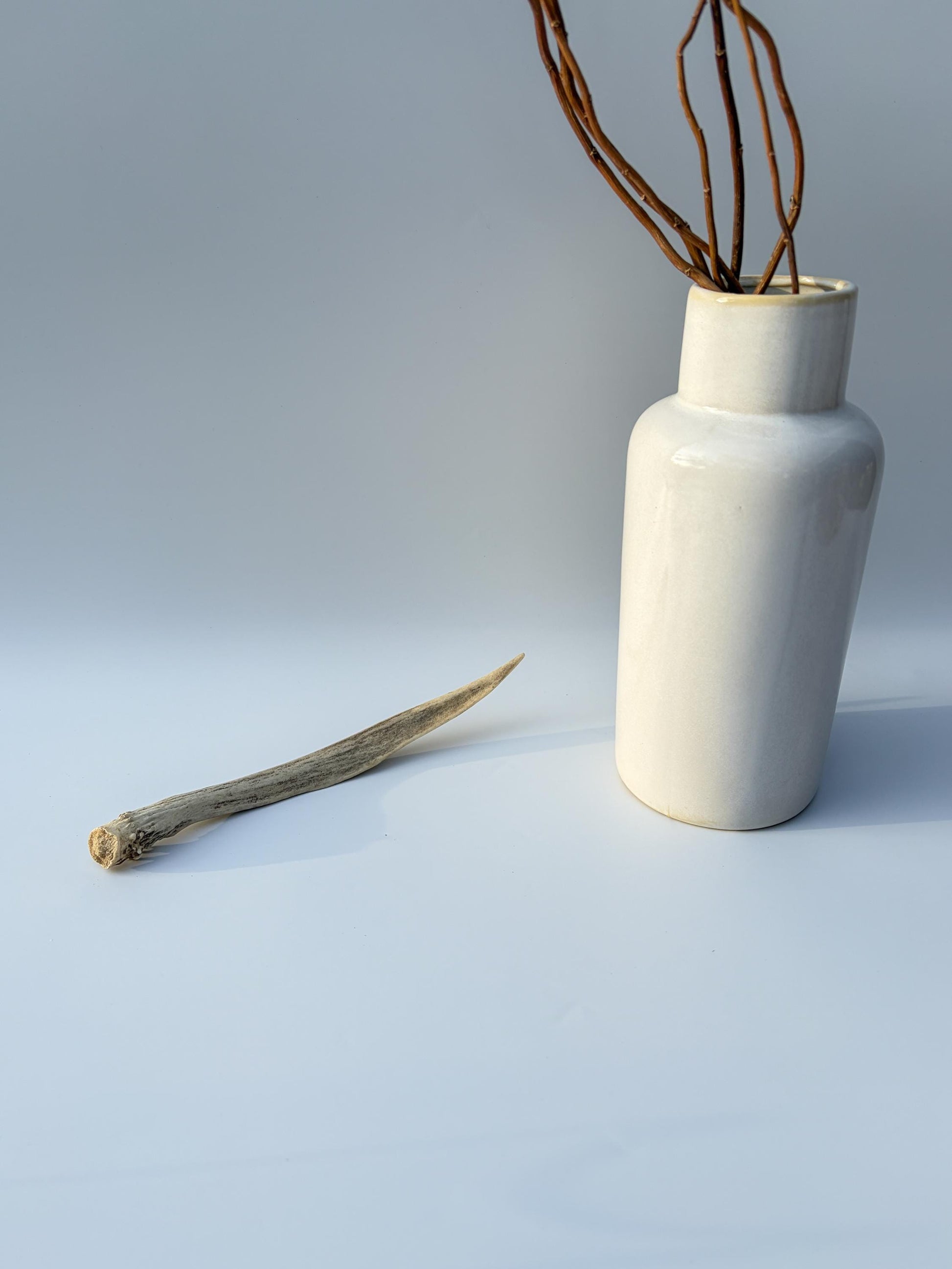 Small Mule Deer Antler. Very Large Single “Spike” Antler Decor piece, Table Centerpiece, and More.