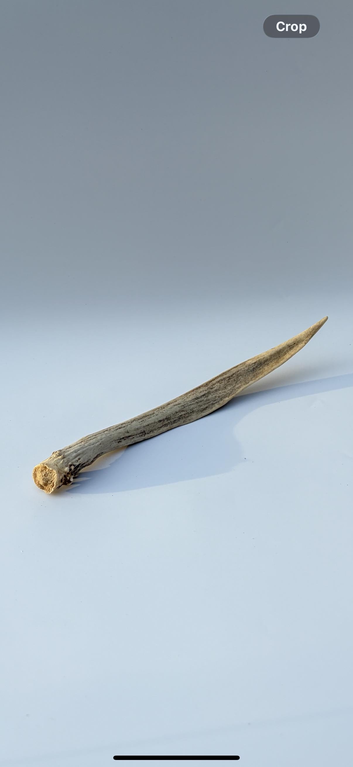Small Mule Deer Antler. Very Large Single “Spike” Antler Decor piece, Table Centerpiece, and More.