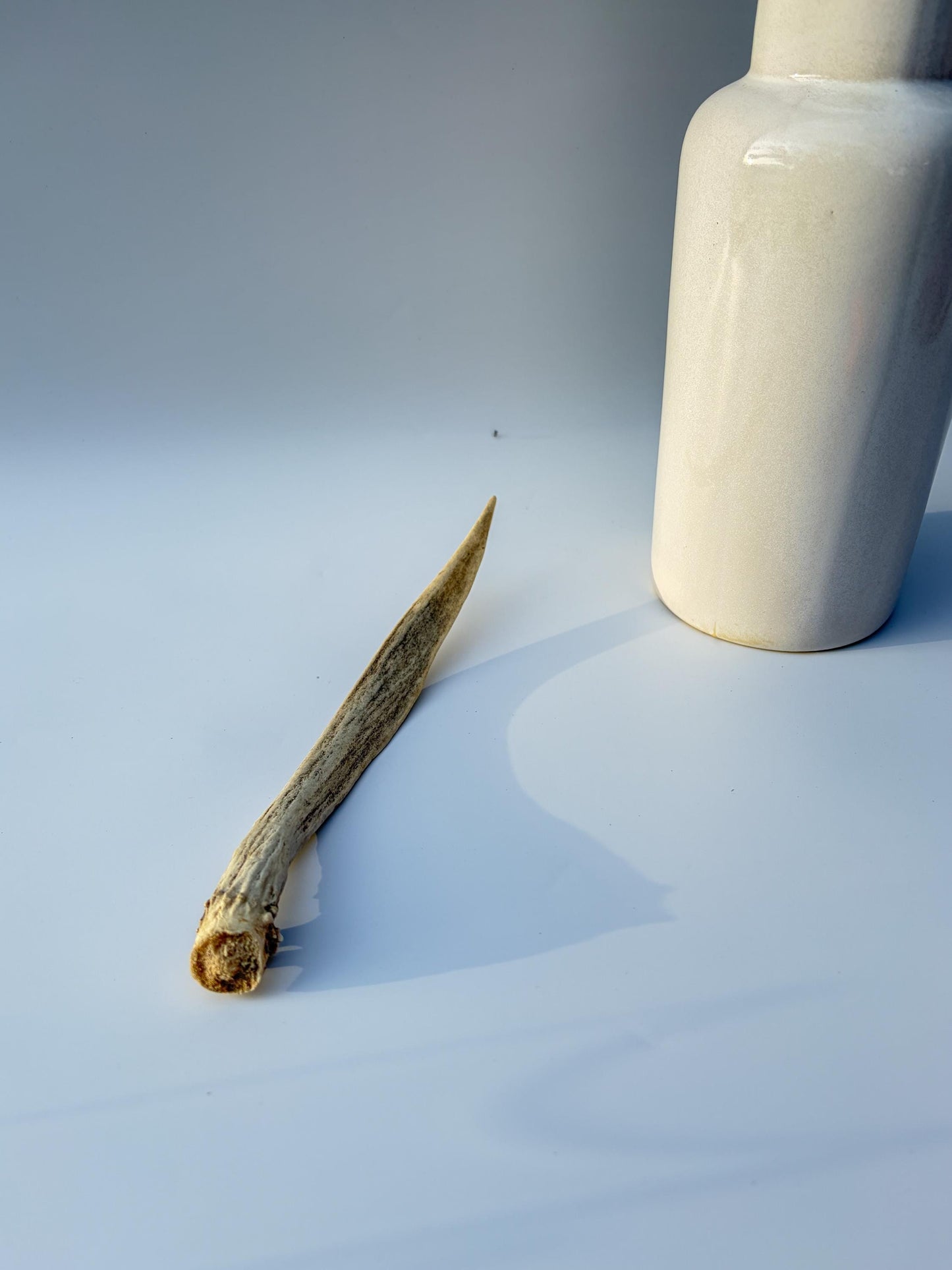 Small Mule Deer Antler. Very Large Single “Spike” Antler Decor piece, Table Centerpiece, and More.