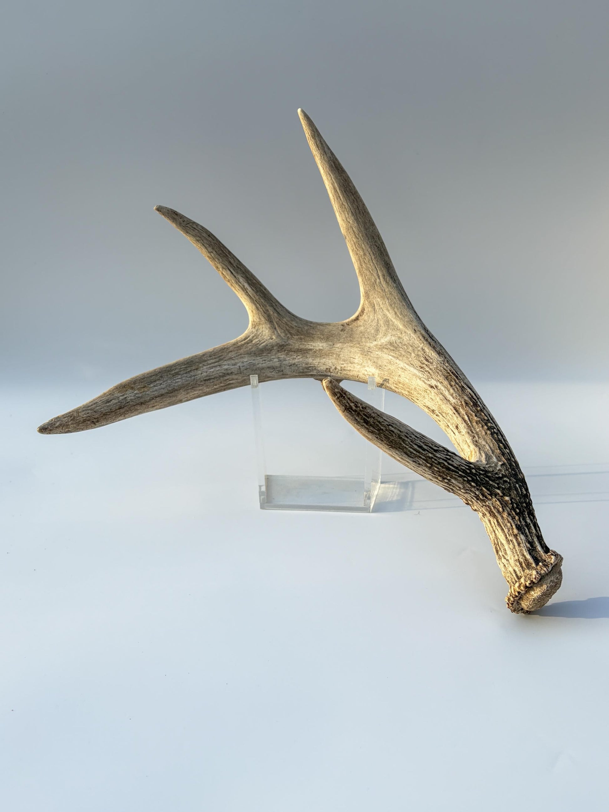 Deer Antler - Large 5-Point White-tailed deer Antler. Naturally-shed. Decor, design, crafting and more!