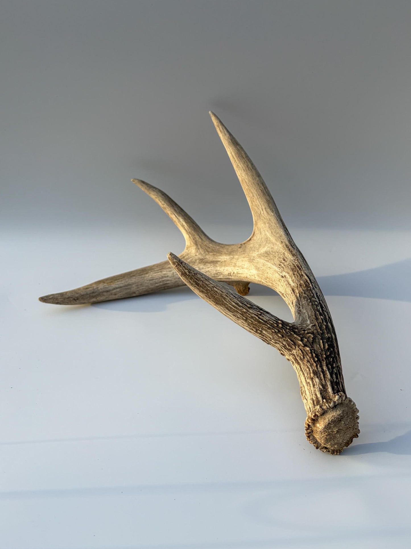 Deer Antler - Large 5-Point White-tailed deer Antler. Naturally-shed. Decor, design, crafting and more!
