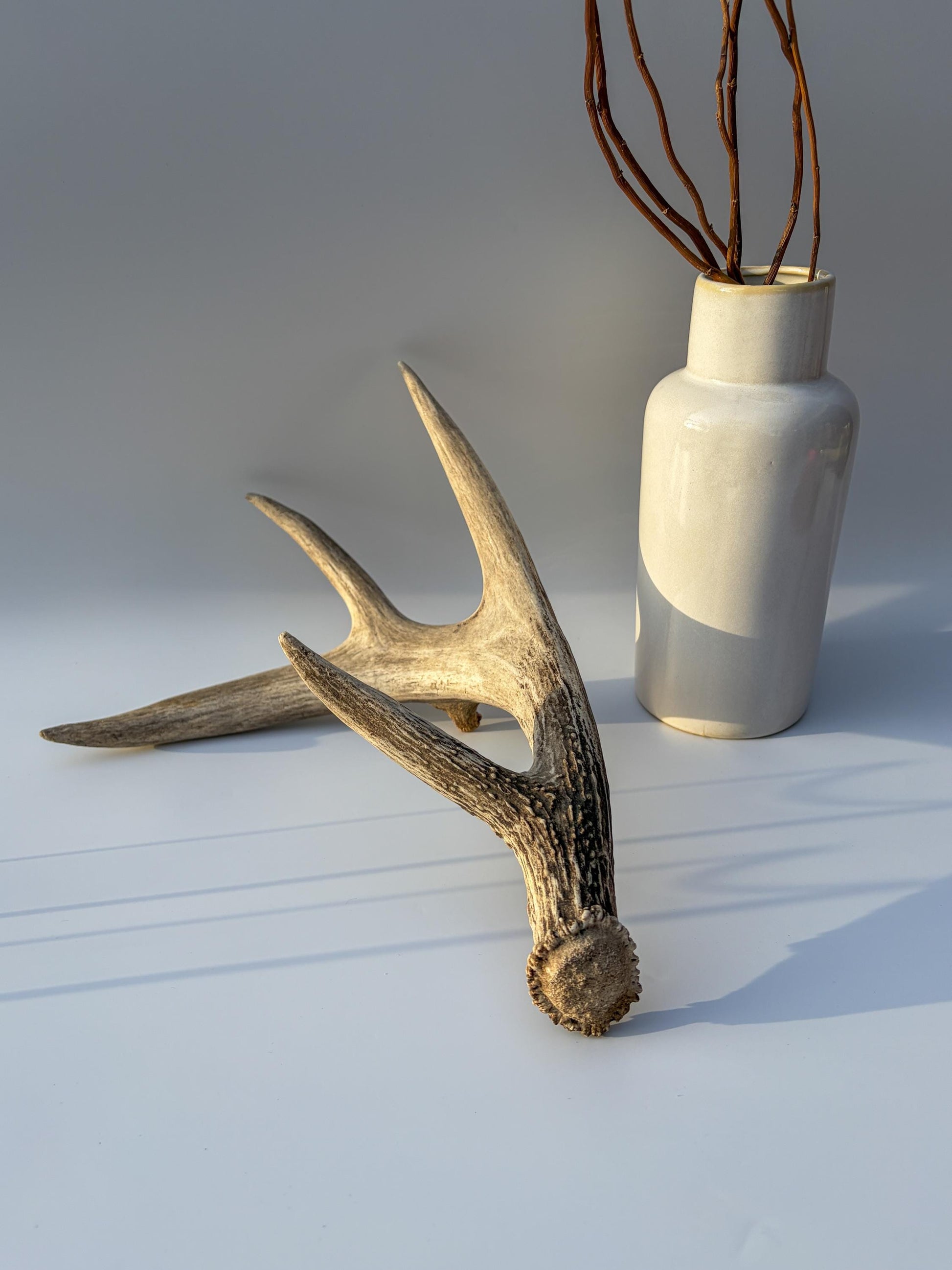 Deer Antler - Large 5-Point White-tailed deer Antler. Naturally-shed. Decor, design, crafting and more!