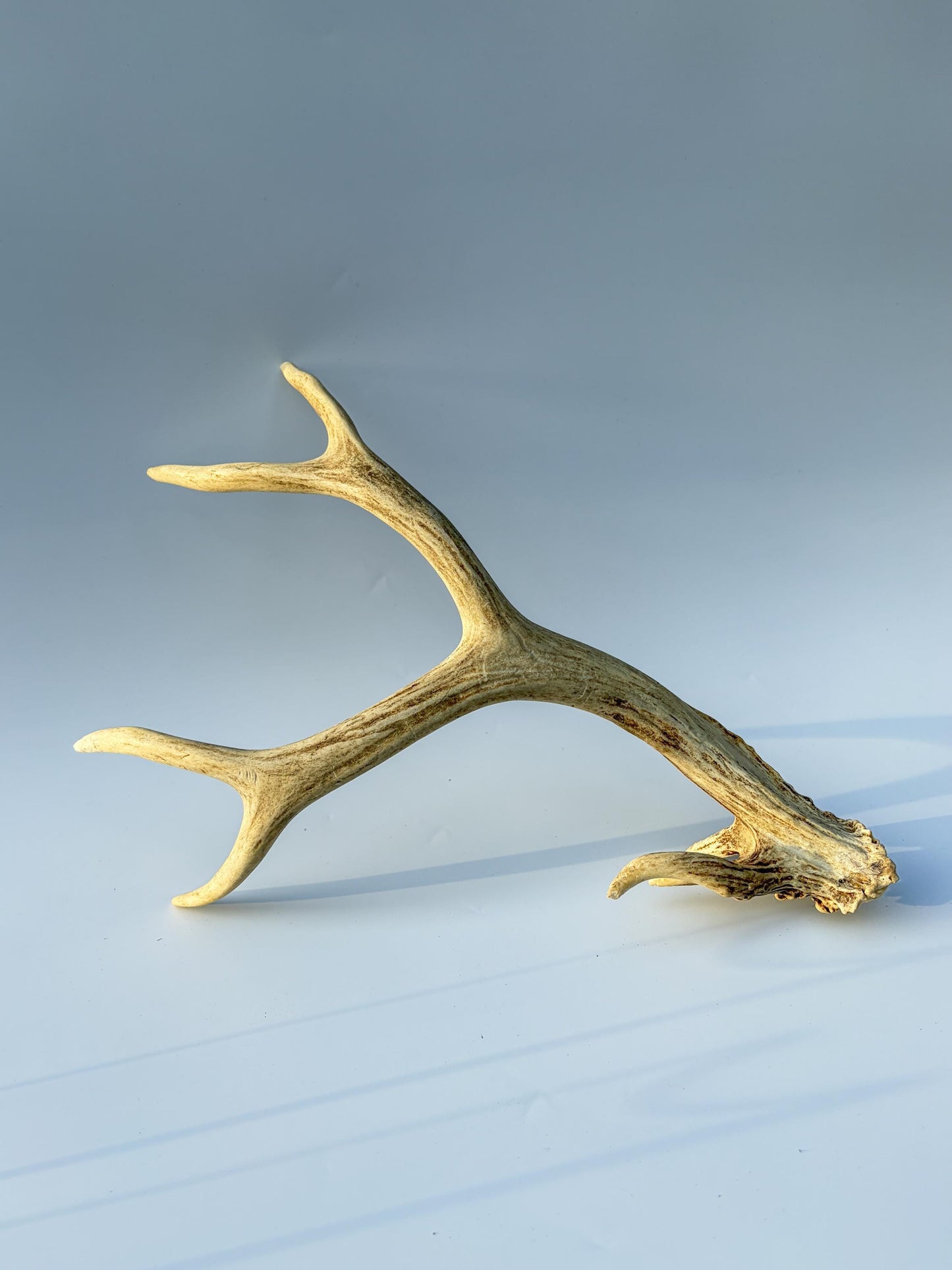 Mule deer antler. Unique Base! Natural antler for rustic style decor, centrepiece, crafting and more!