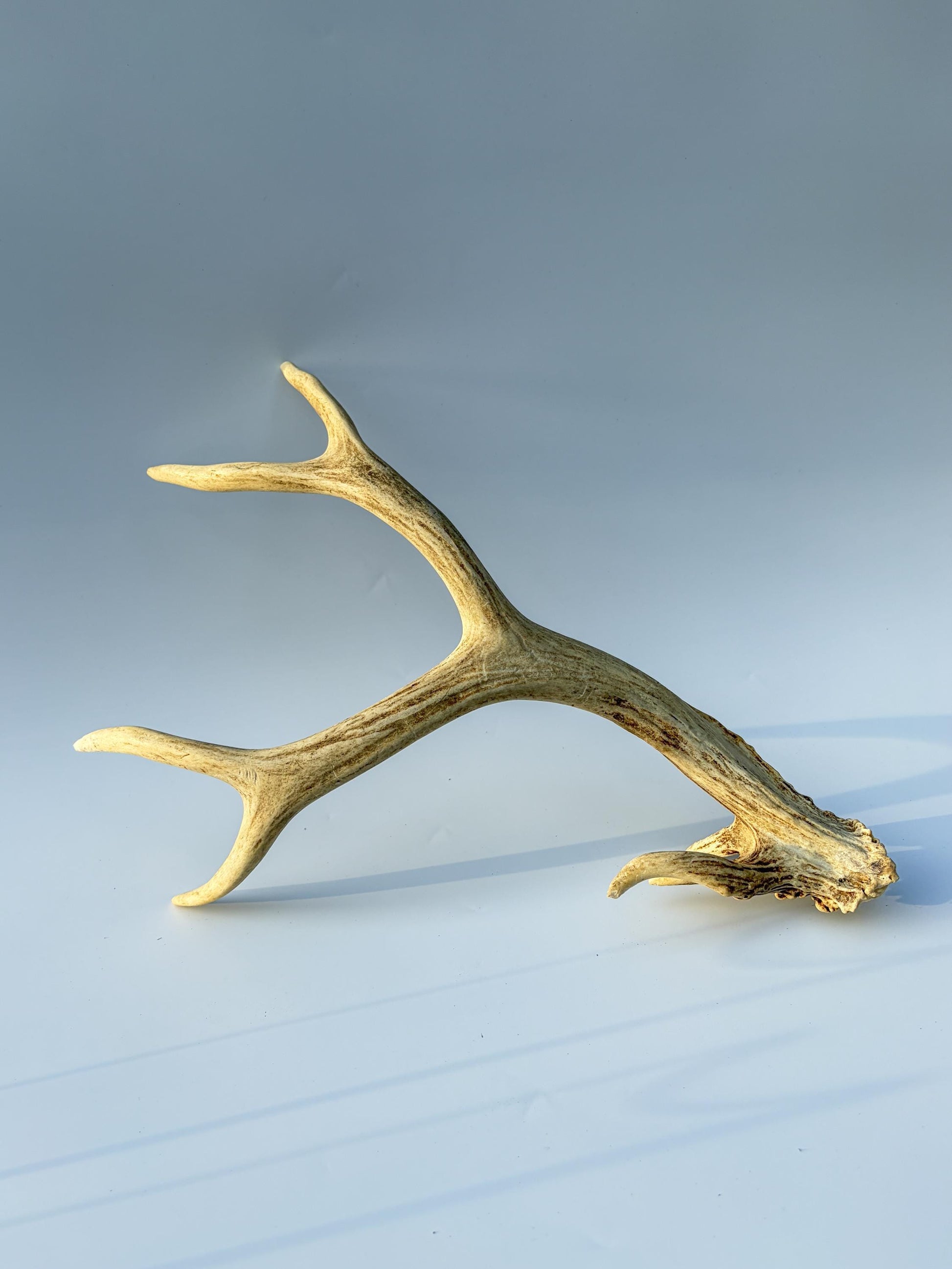 Mule deer antler. Unique Base! Natural antler for rustic style decor, centrepiece, crafting and more!
