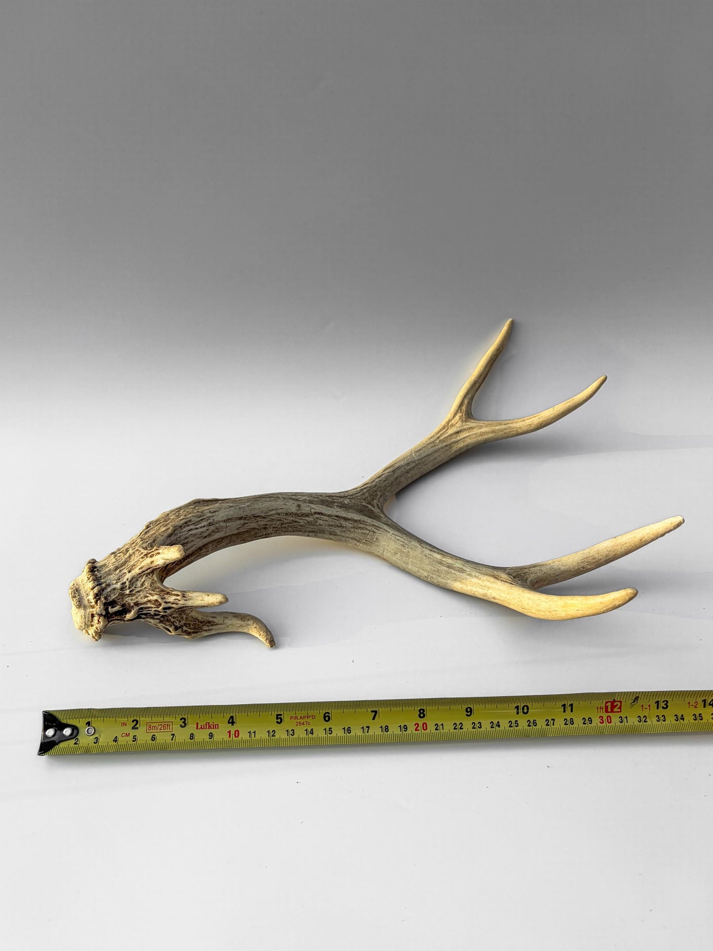Mule deer antler. Unique Base! Natural antler for rustic style decor, centrepiece, crafting and more!