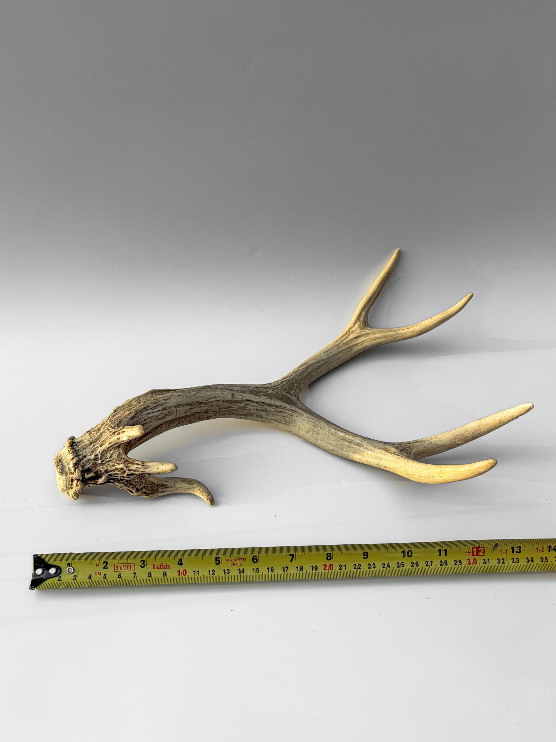 Mule deer antler. Unique Base! Natural antler for rustic style decor, centrepiece, crafting and more!